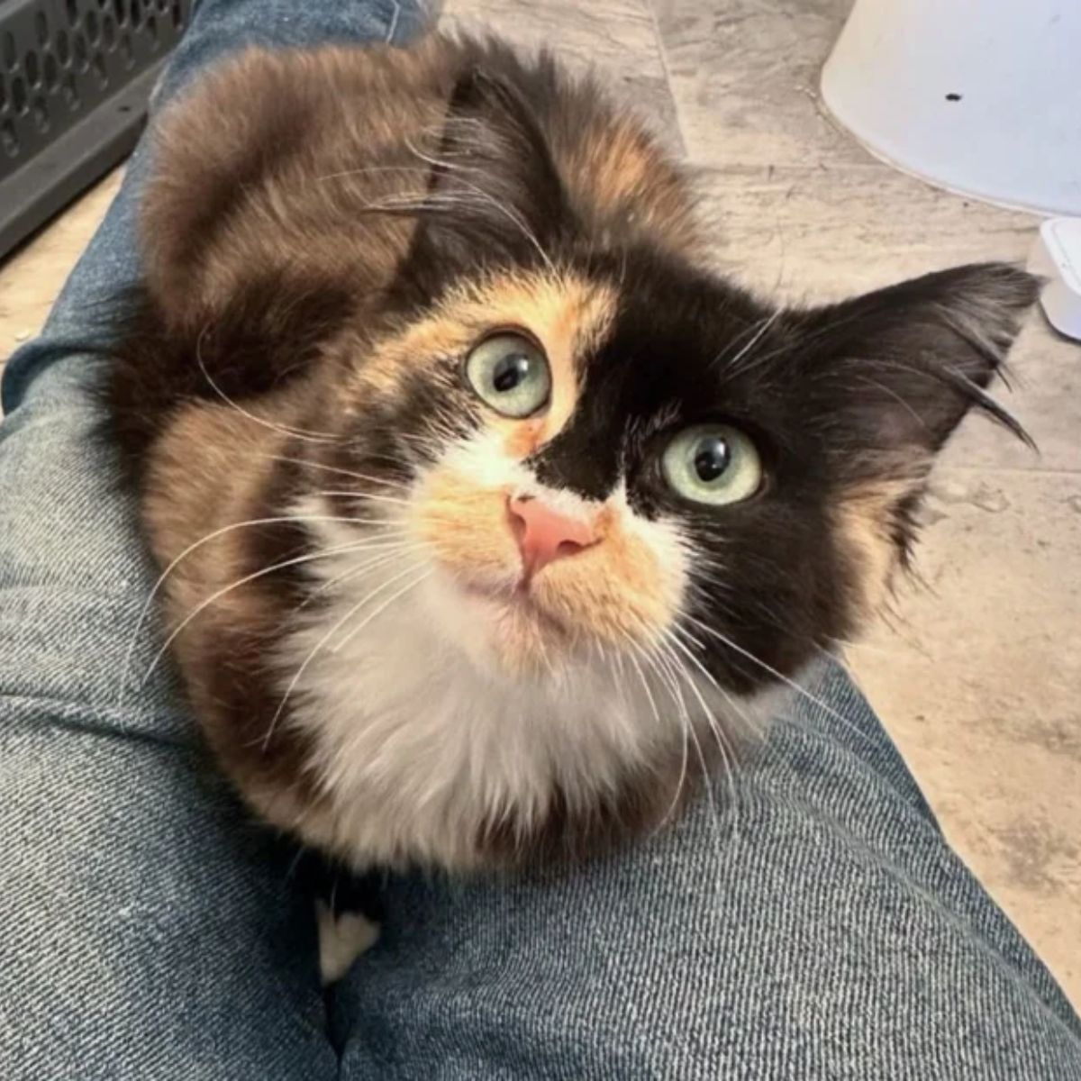 colorful cat with beautiful eyes on legs
