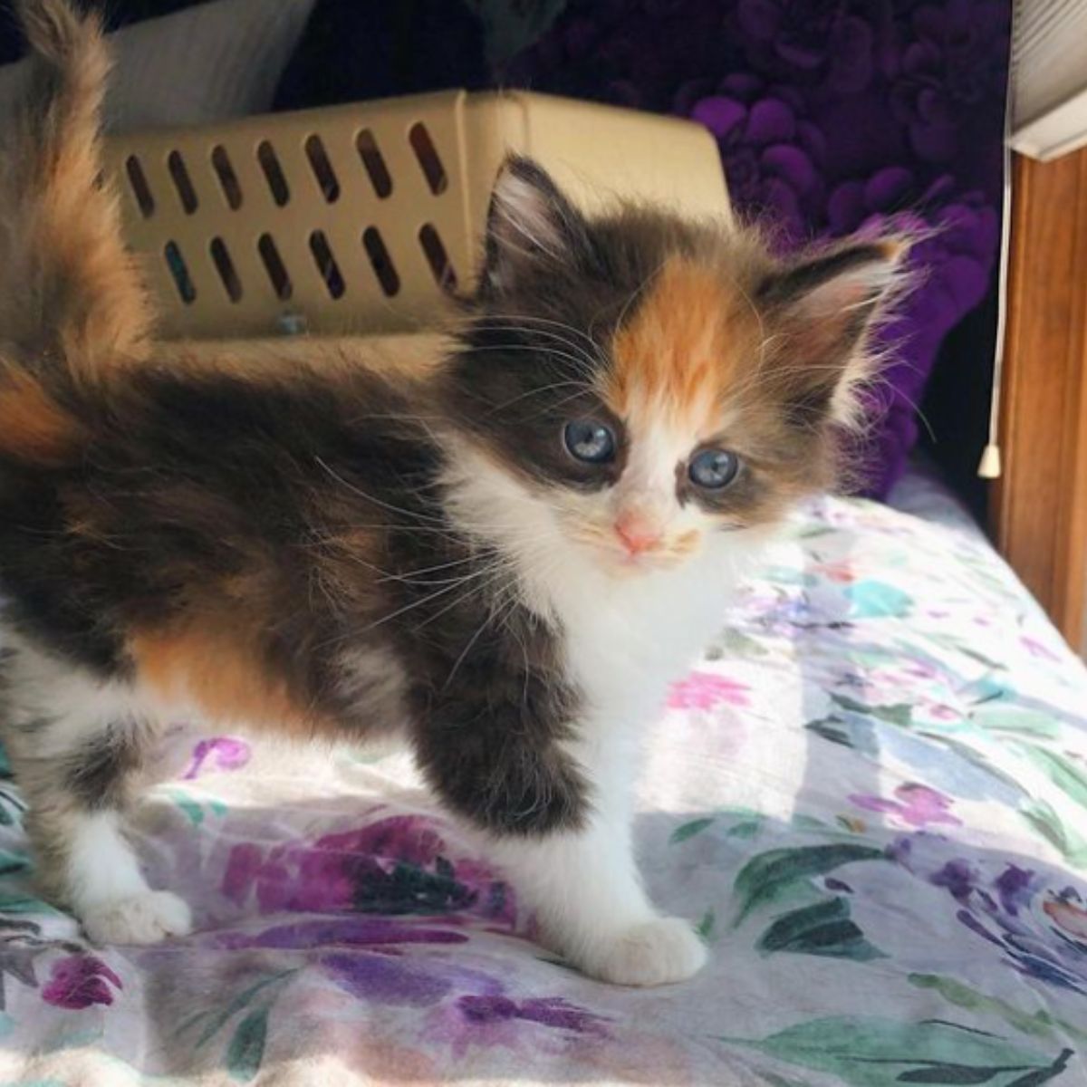 colorful kitten