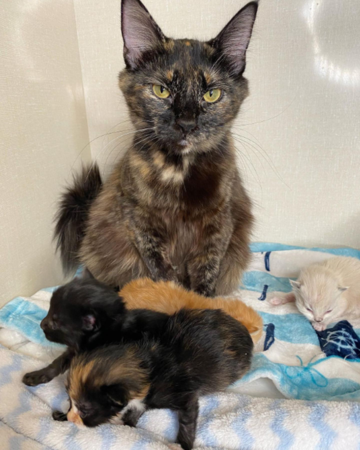 colorful mama cat with 4 kittens