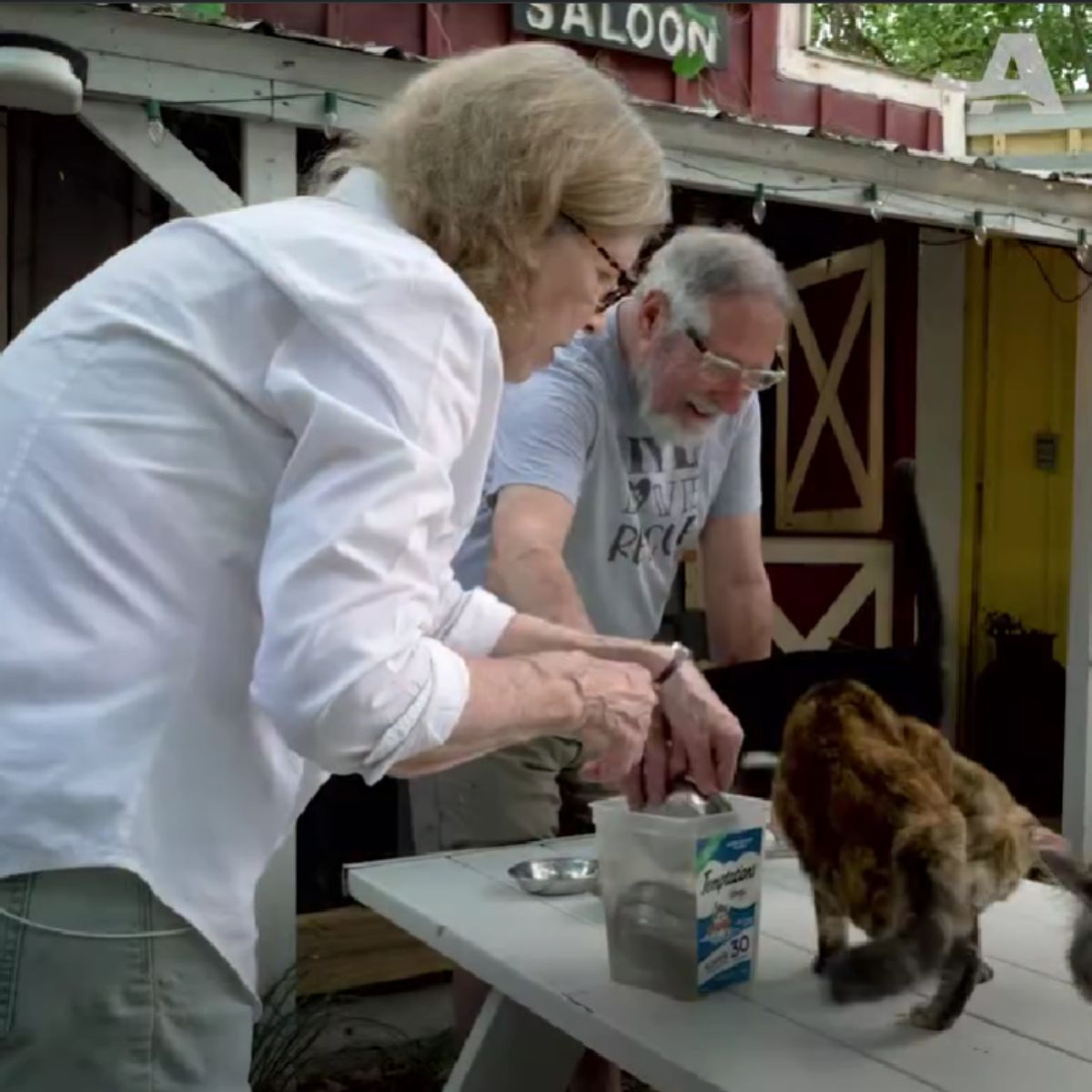 couple helps the cats