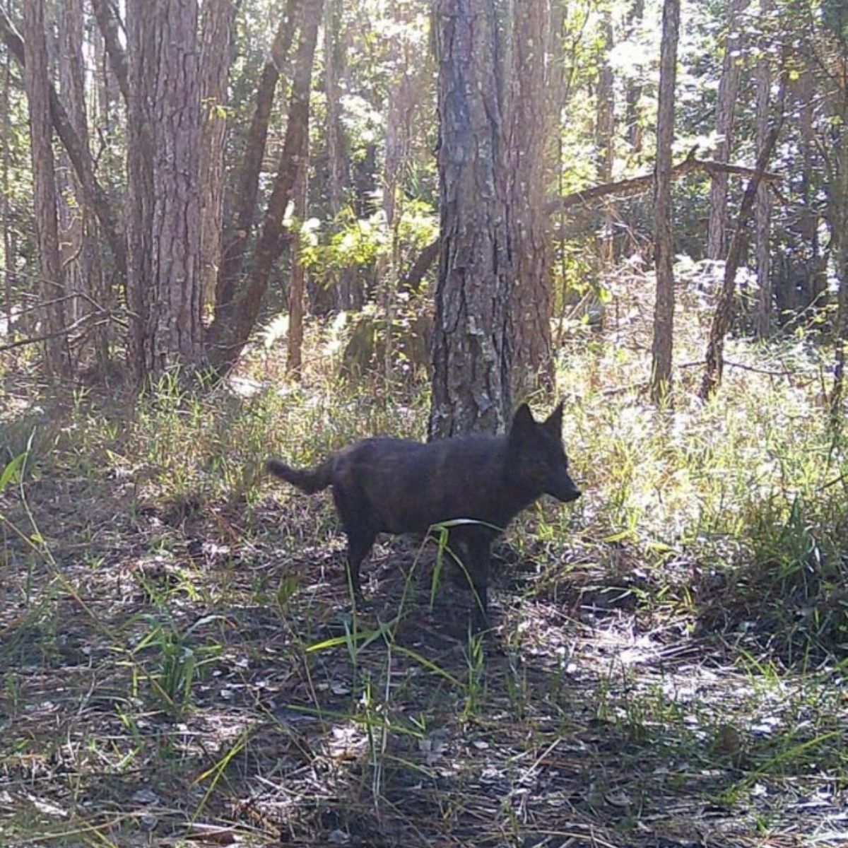 coyote walking freely