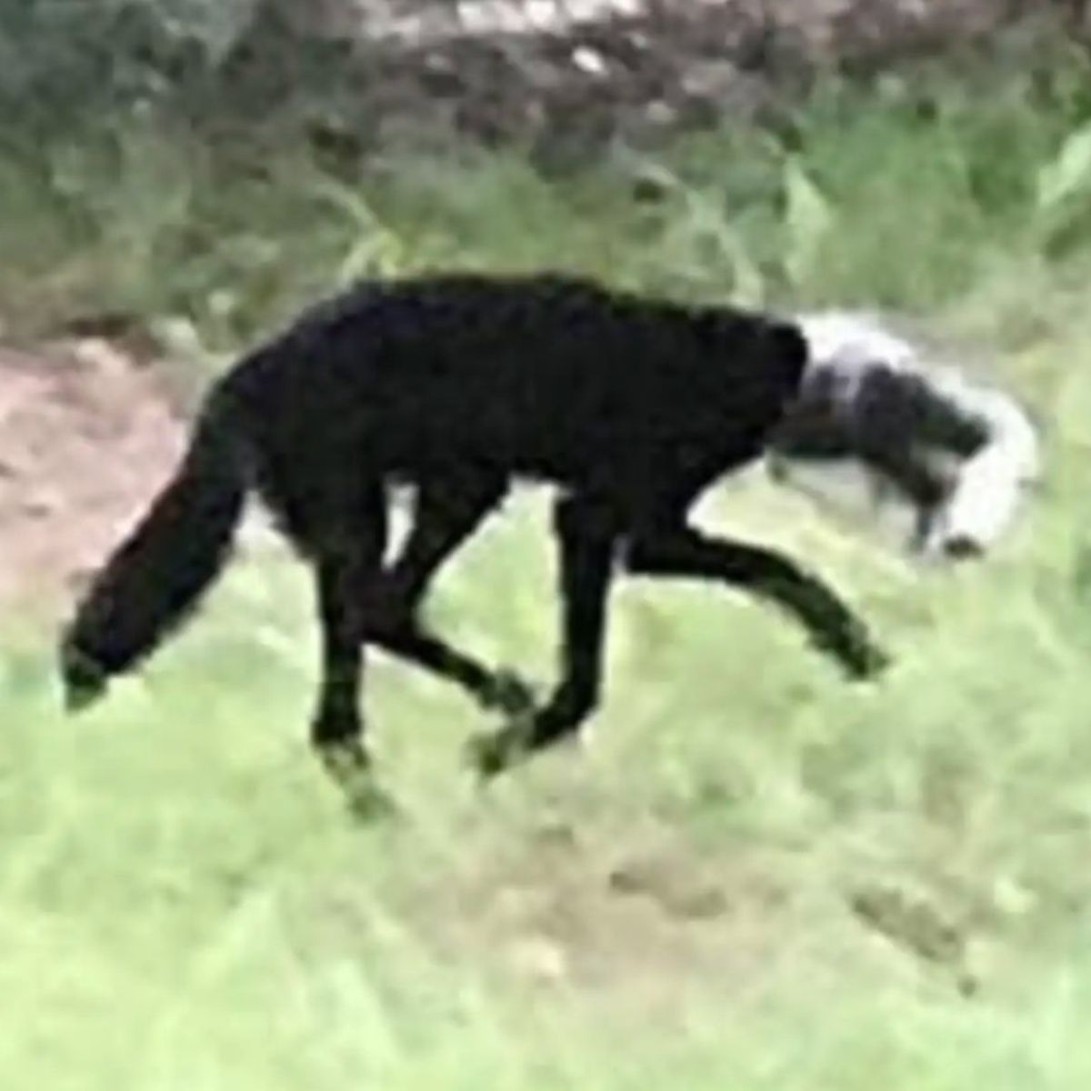 coyote with a jar on his head