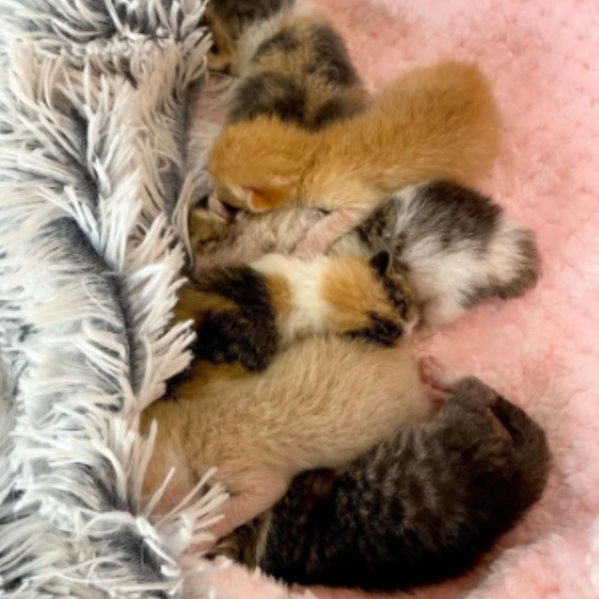 cute baby cats