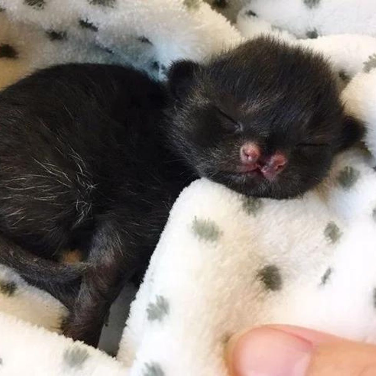 cute black kitten with two muzzles