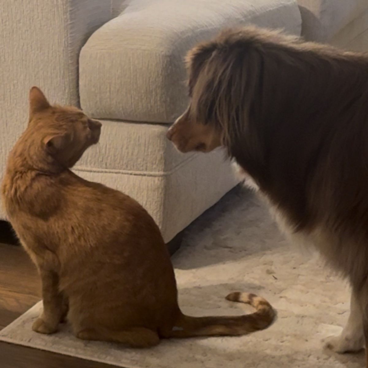 cute cat and pup