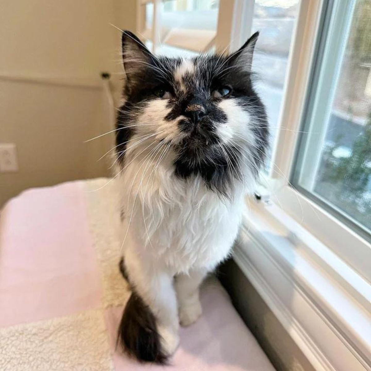 cute cat by the window
