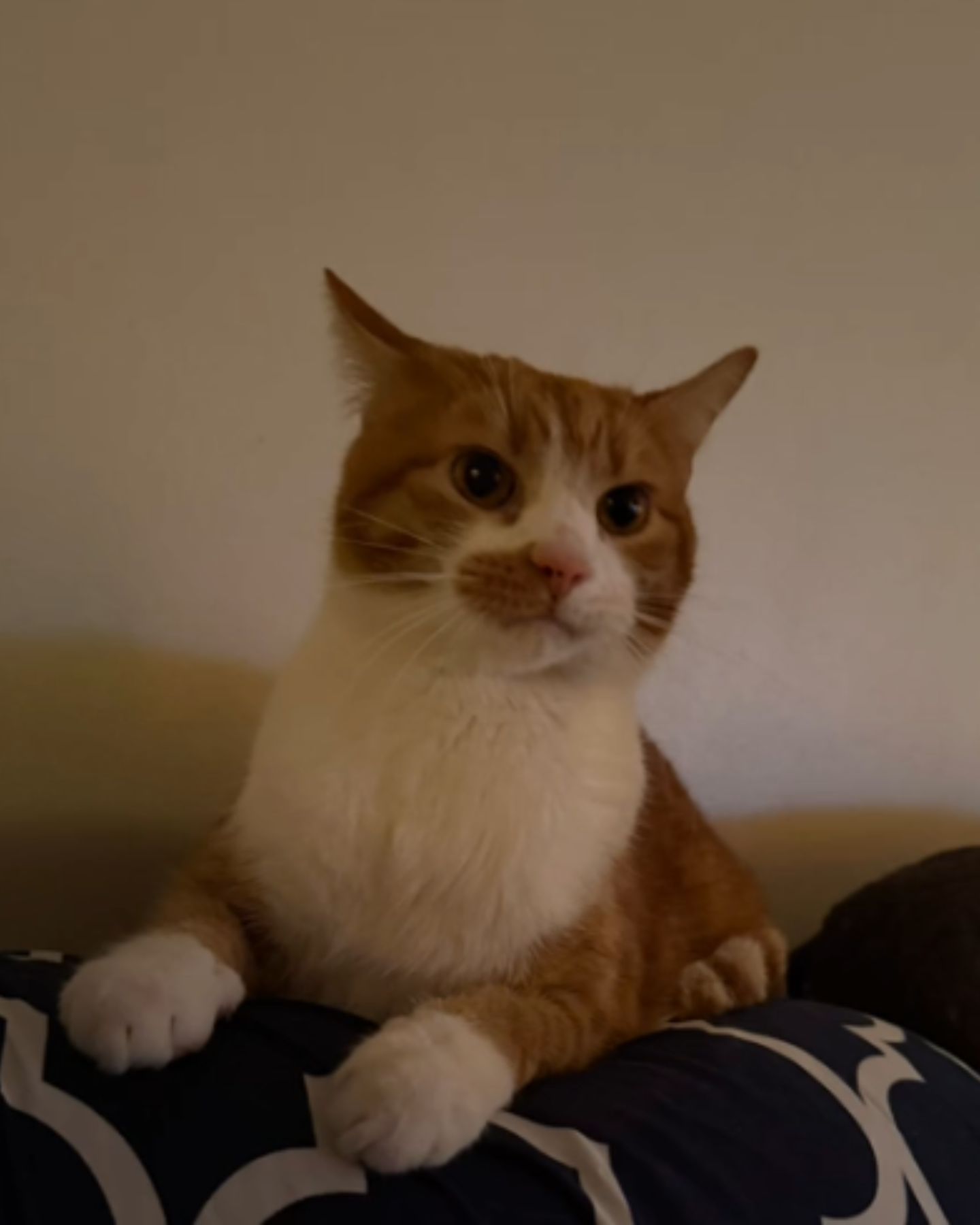 cute cat hero