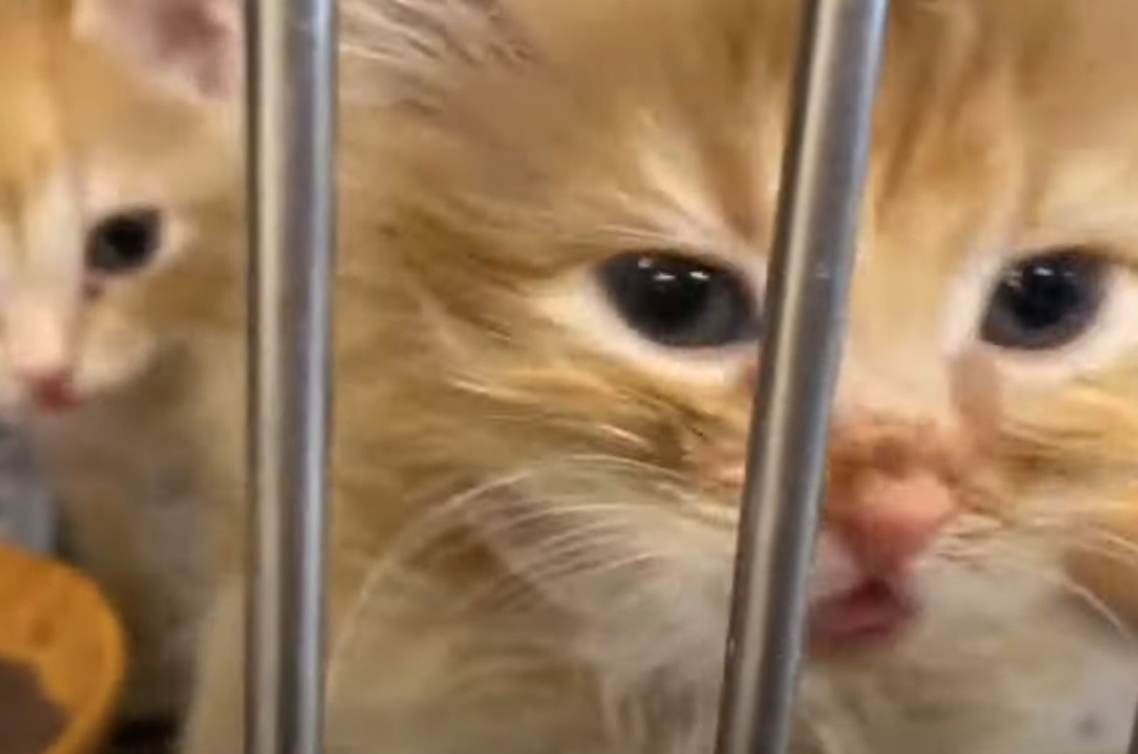 cute cat in a cage
