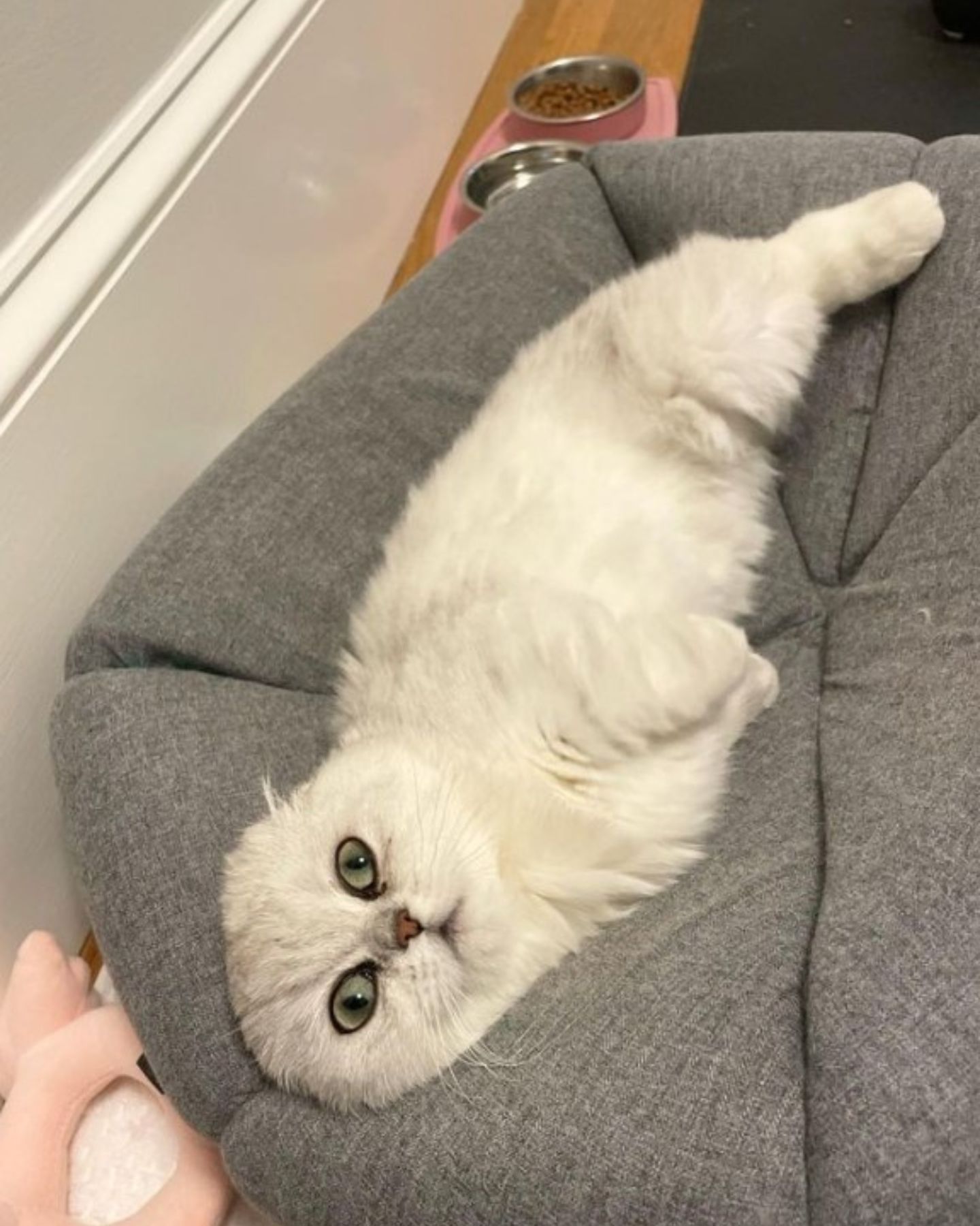 cute cat in cat bed