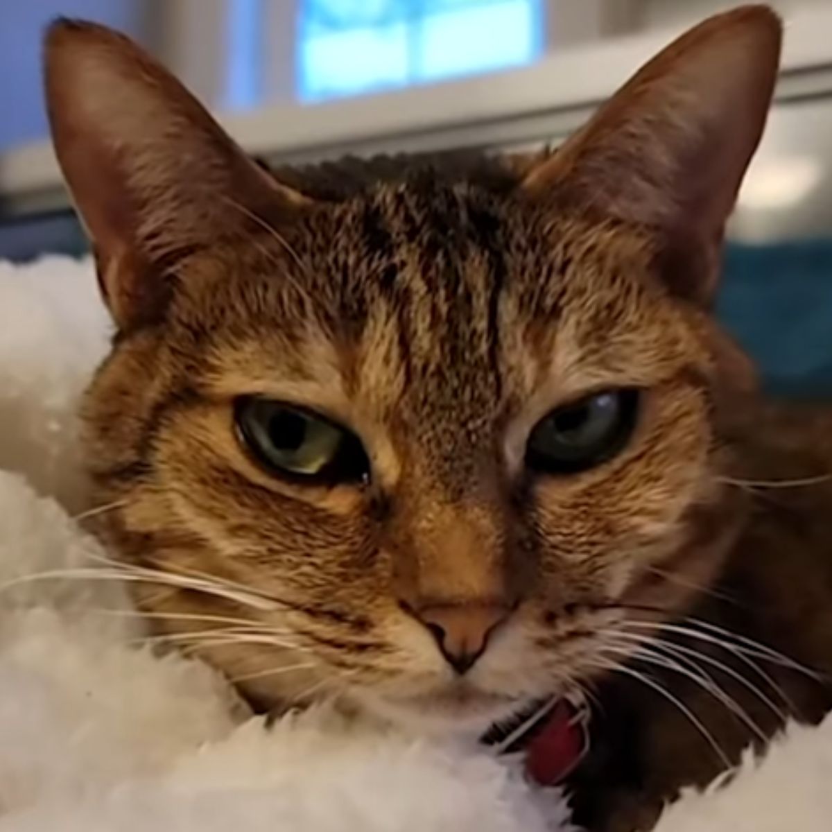 cute cat winks