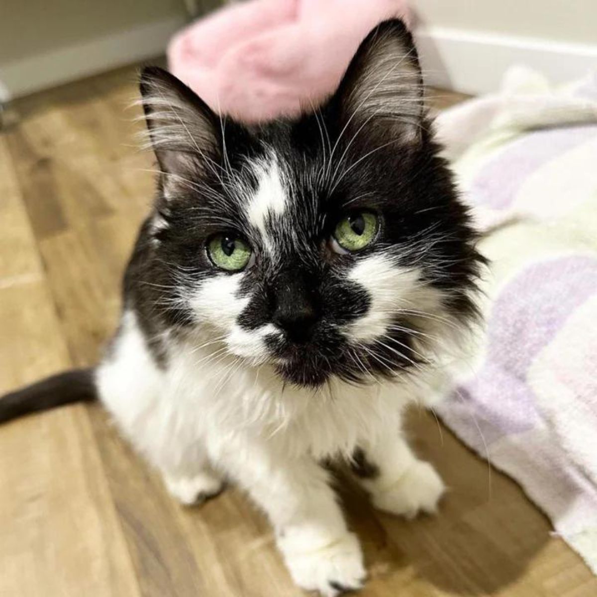 cute cat with green eyes