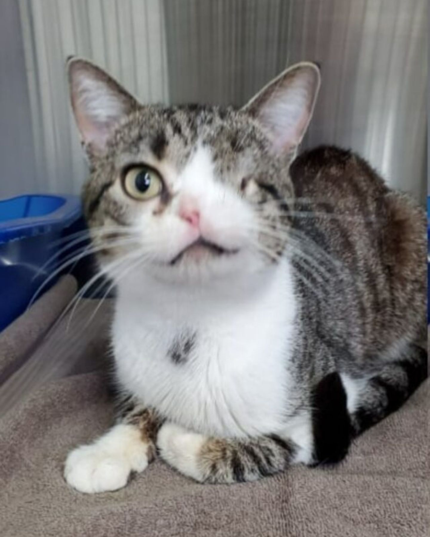 cute cat with missing eye