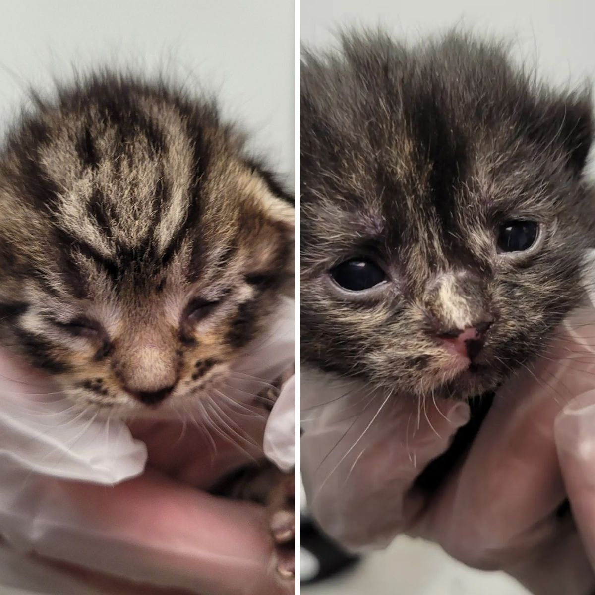 cute cats newborn