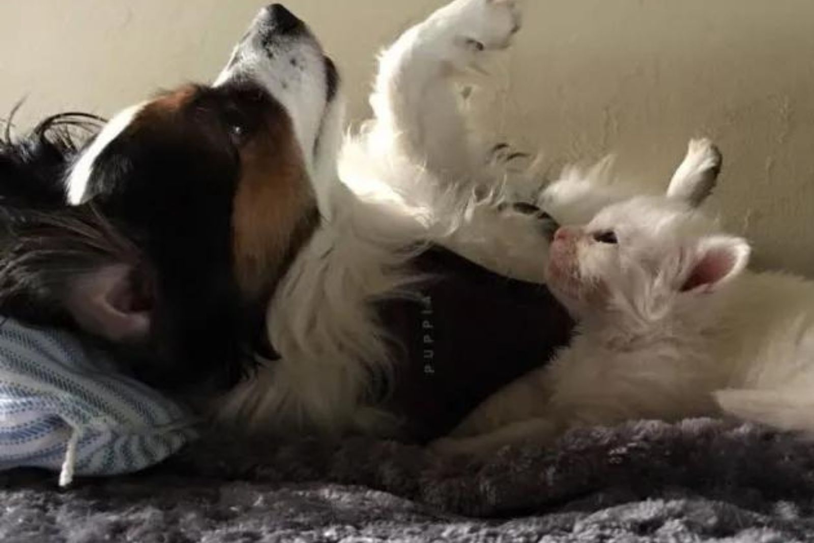 cute dog and white kitty