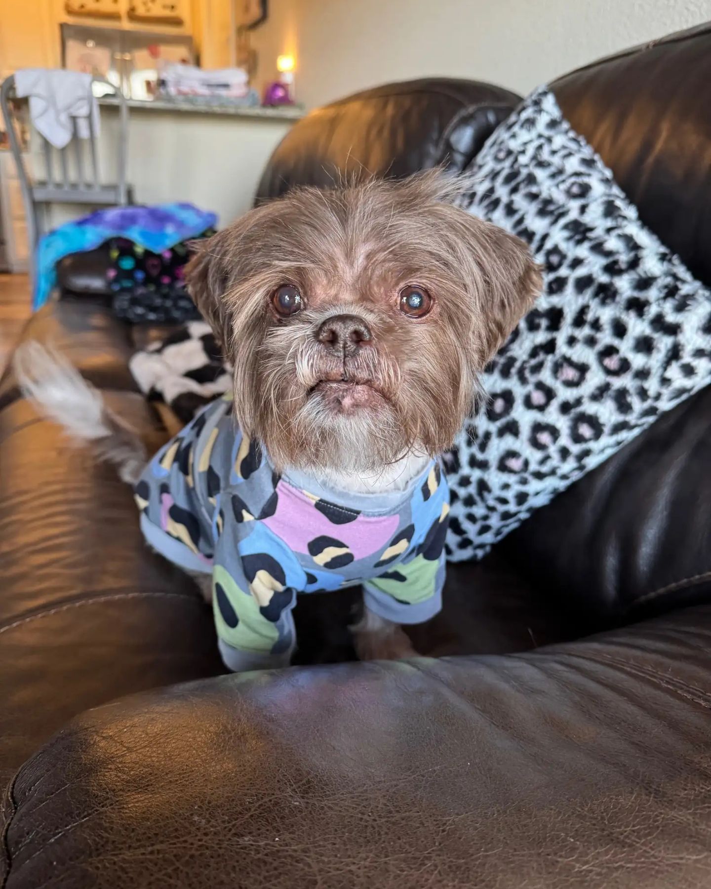 cute dog on the couch