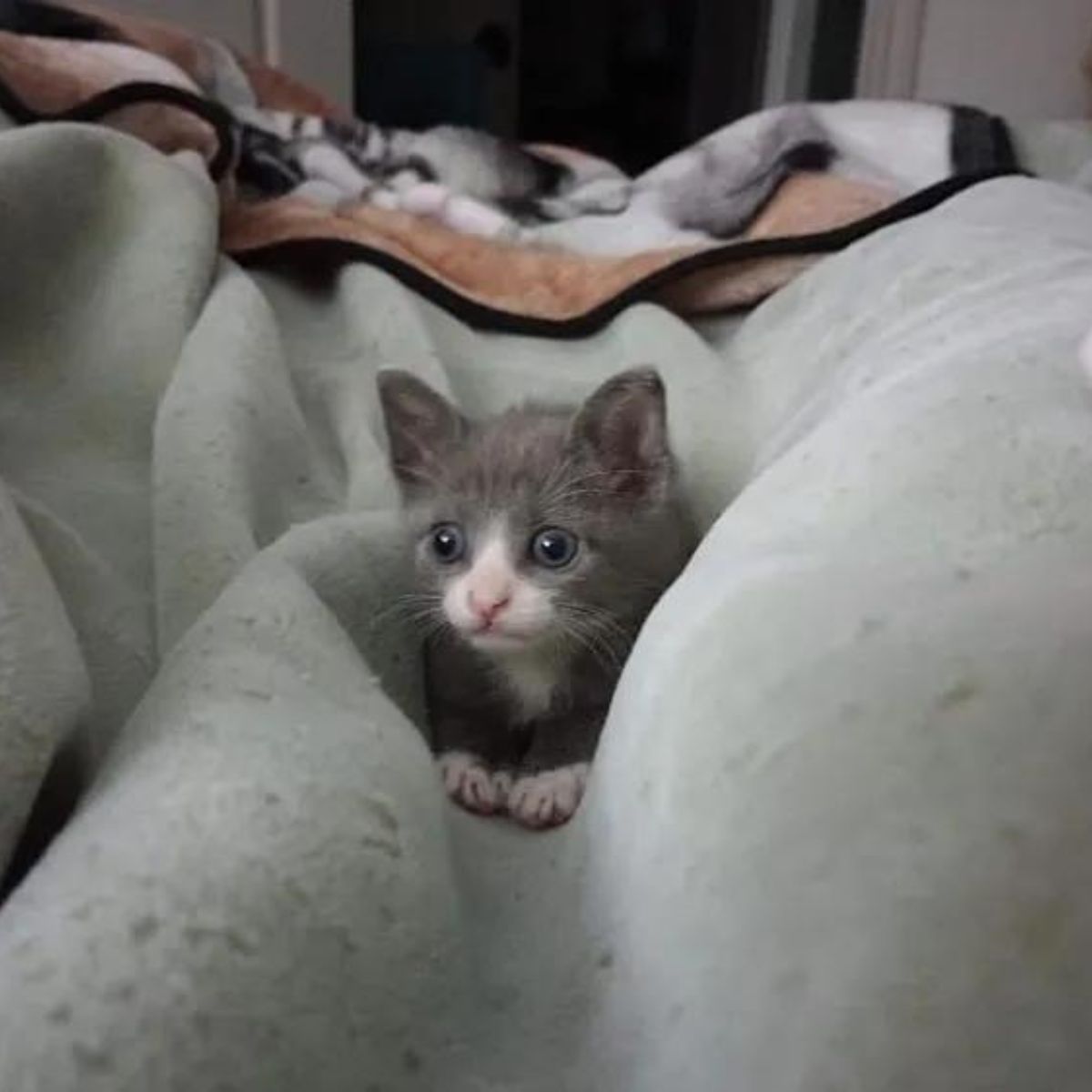 cute kitten with a white muzzle