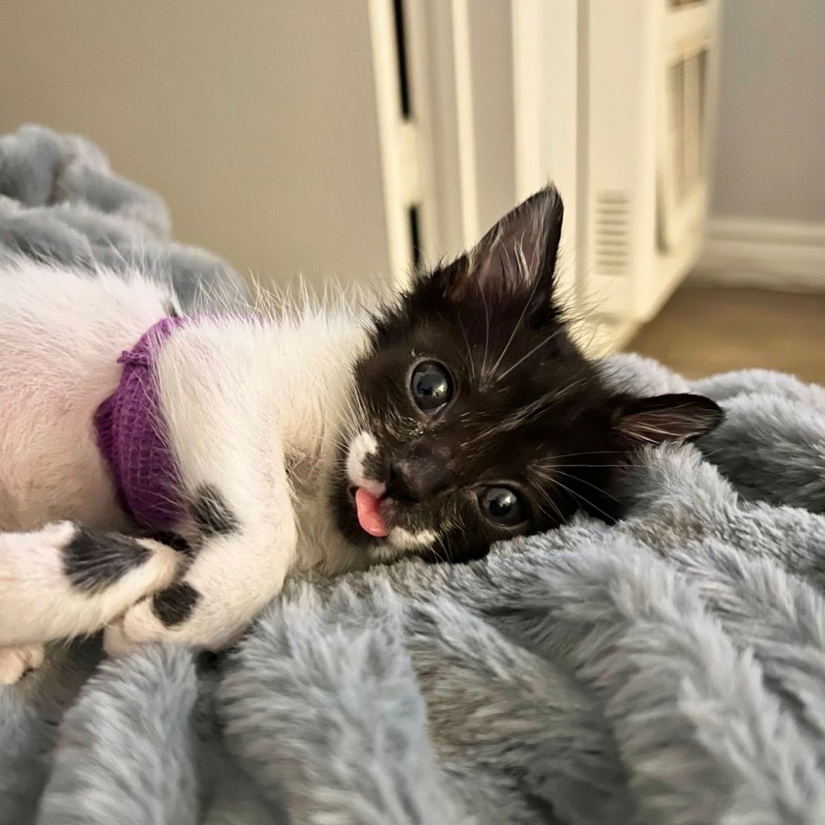 cute kitten with pneumonia