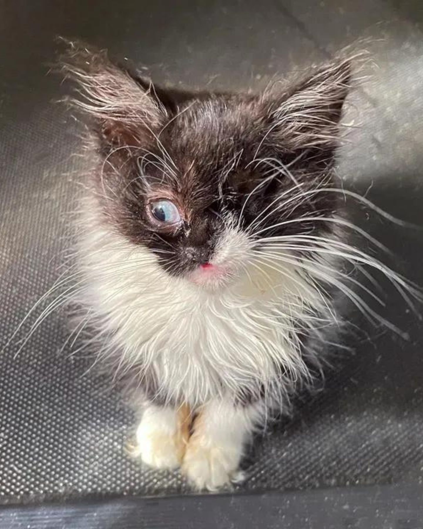 cute kitten