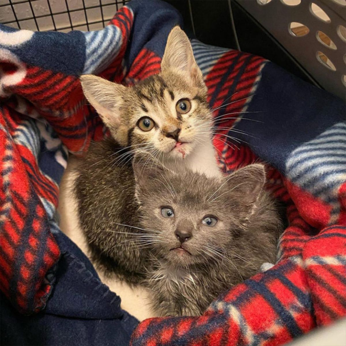 cute kittens in a blanket