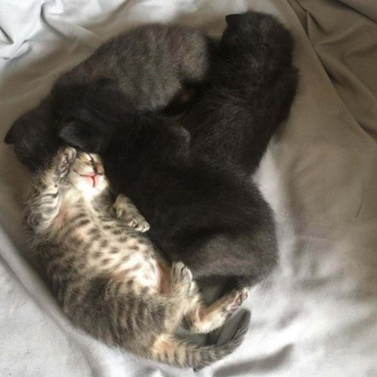 cute kittens