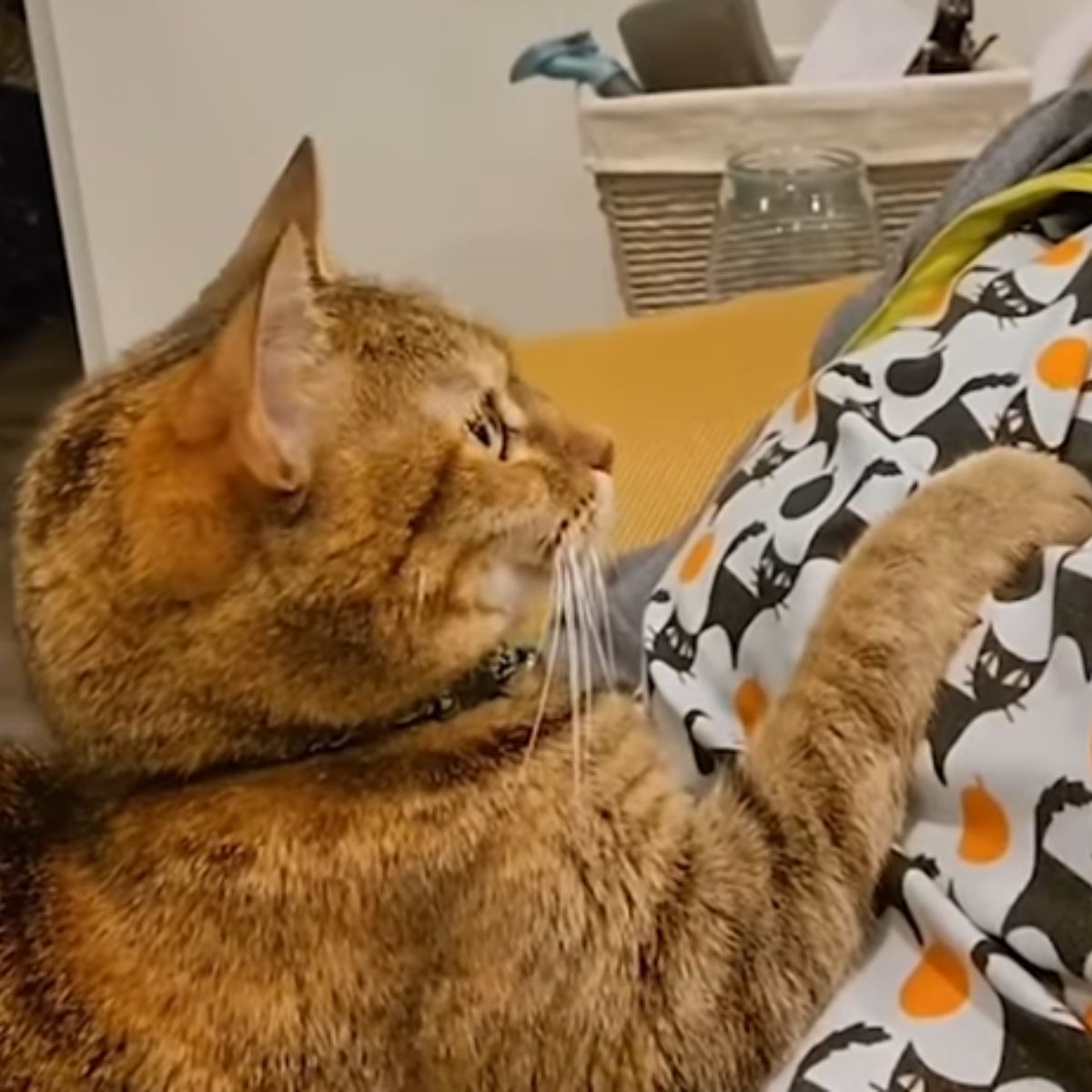 cute kitty and her paw
