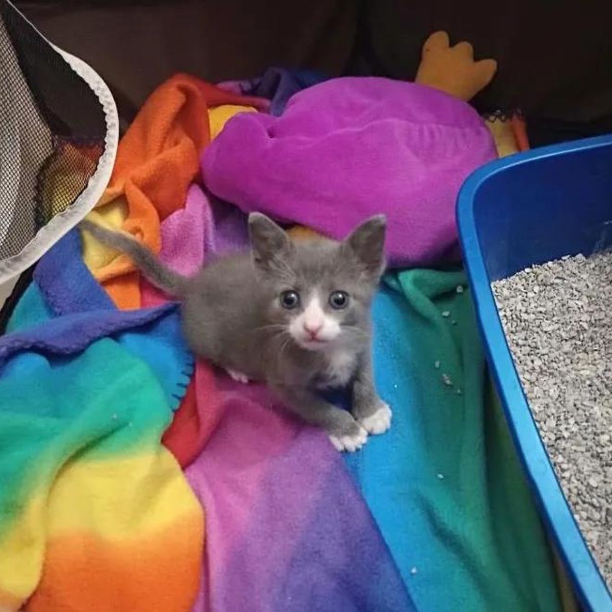 cute little kitten on a fluffy blanket
