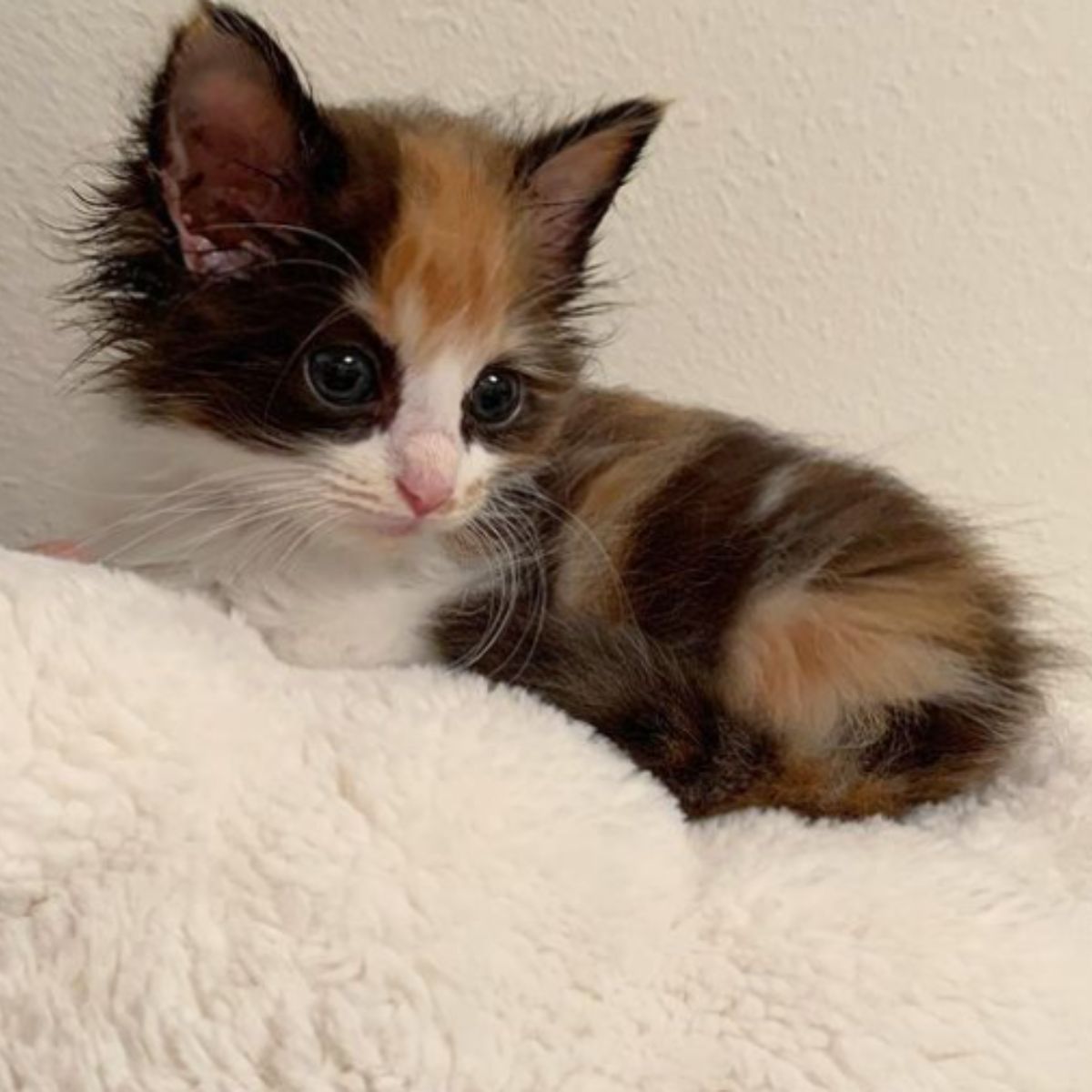 cute little kitten