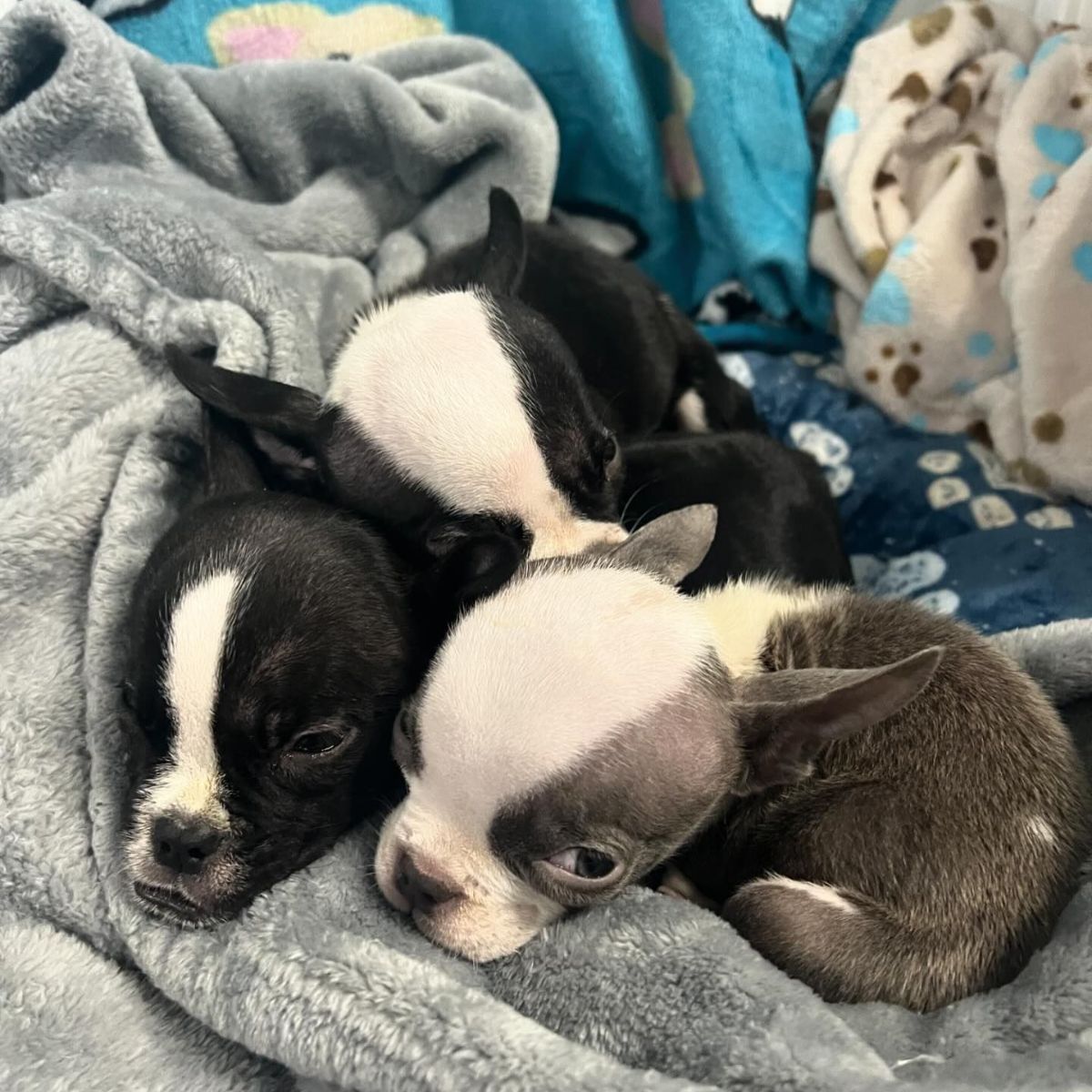 cute little puppies