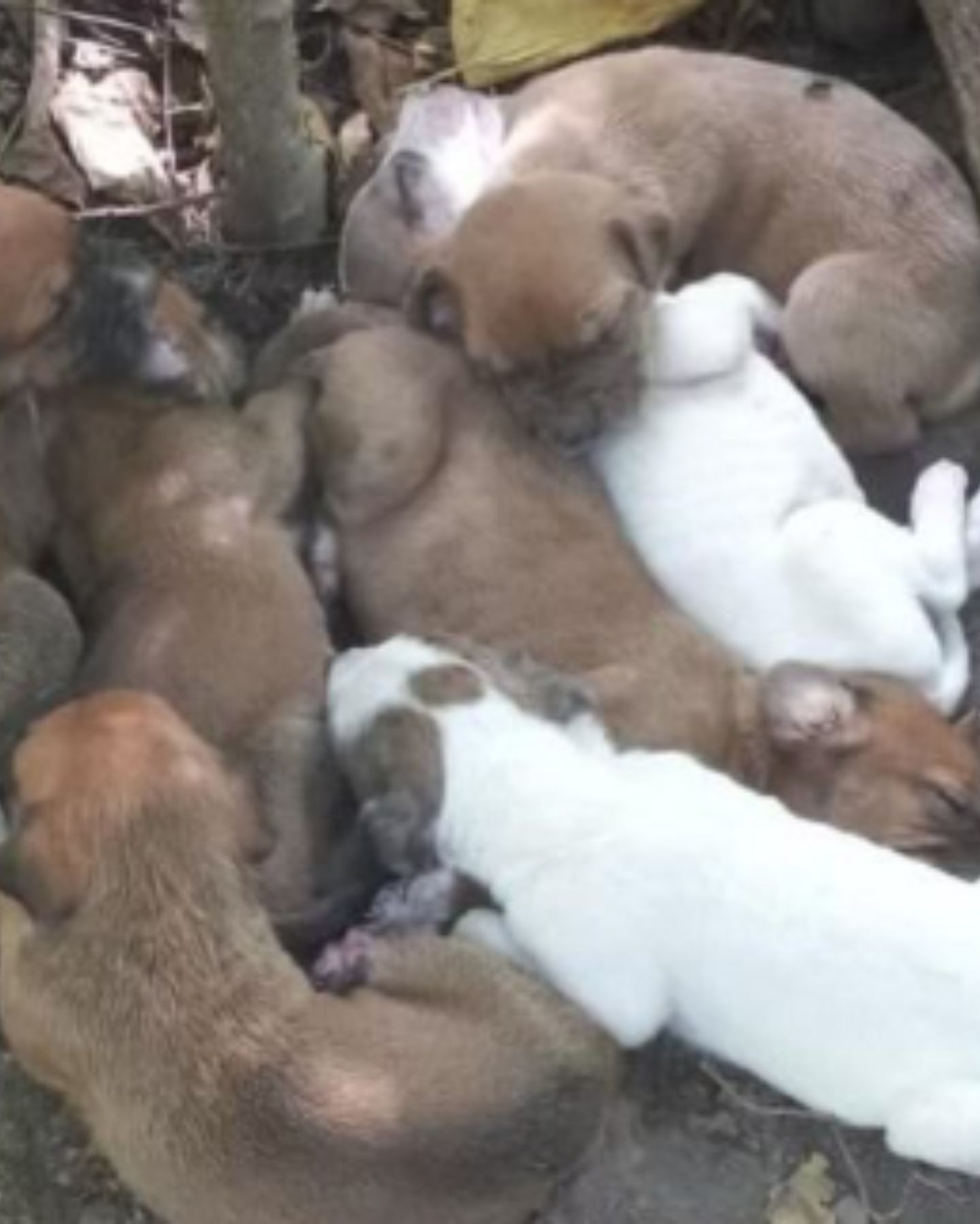 cute little puppies