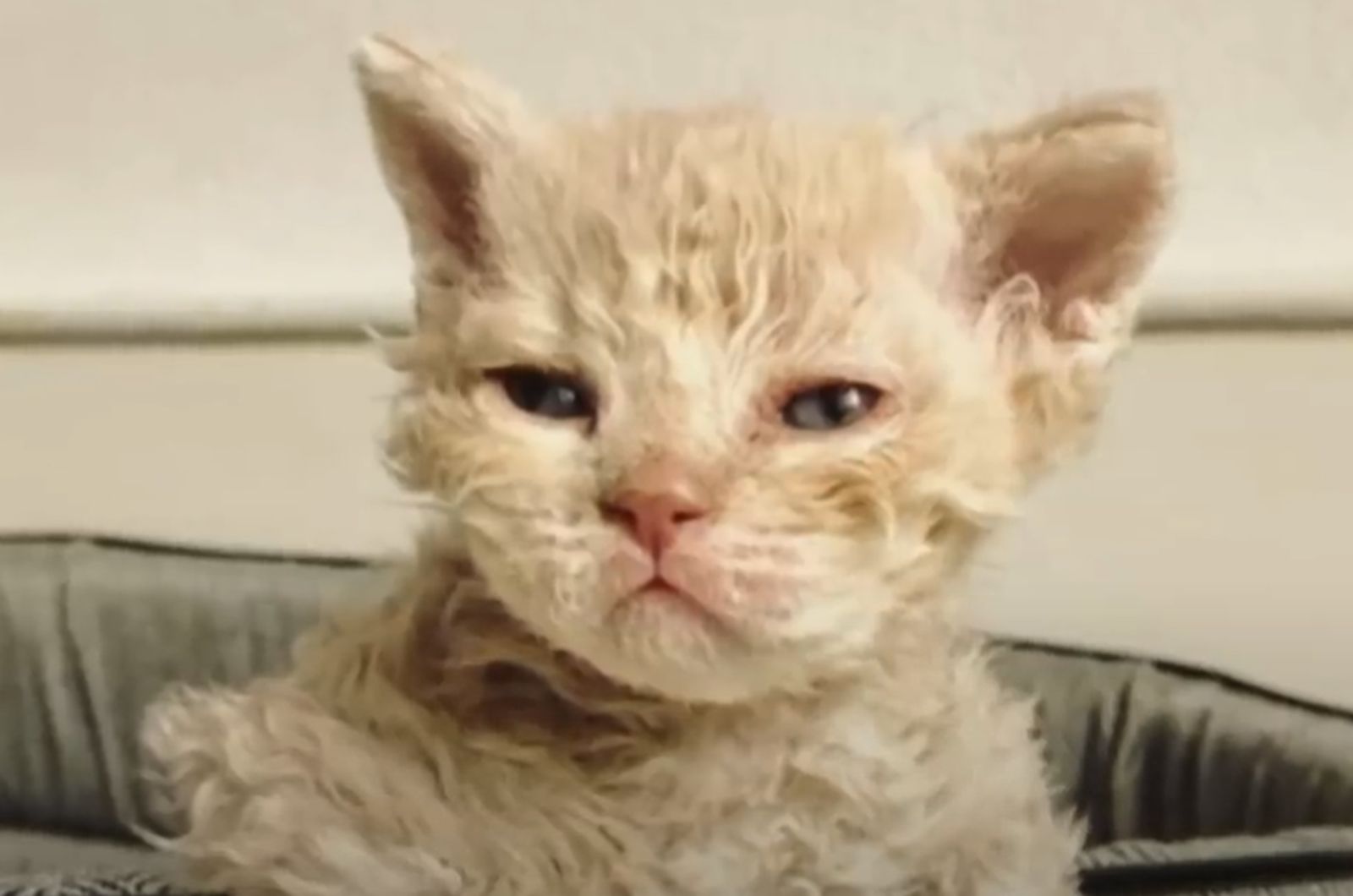 cute montana kitten

