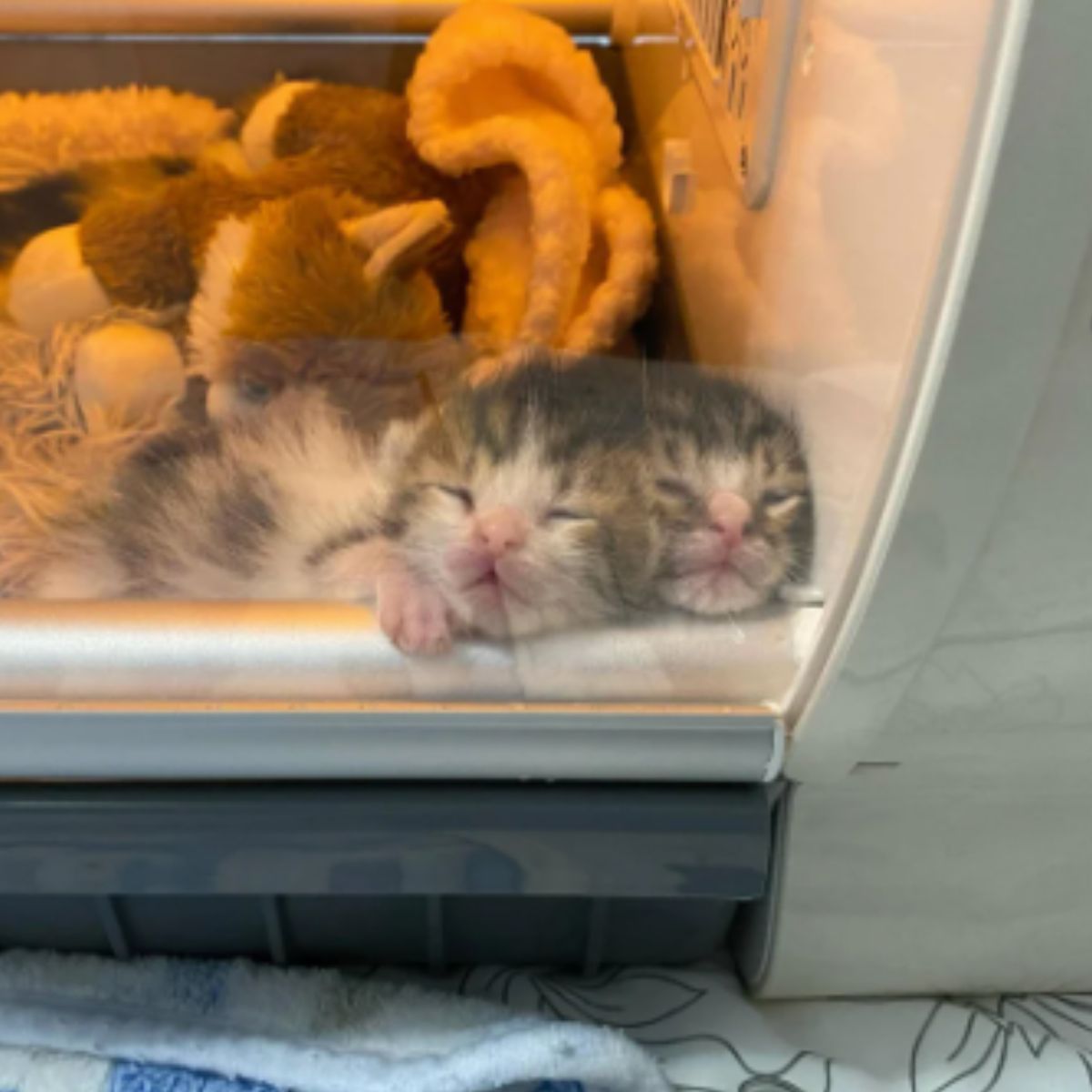 cute newborn cats
