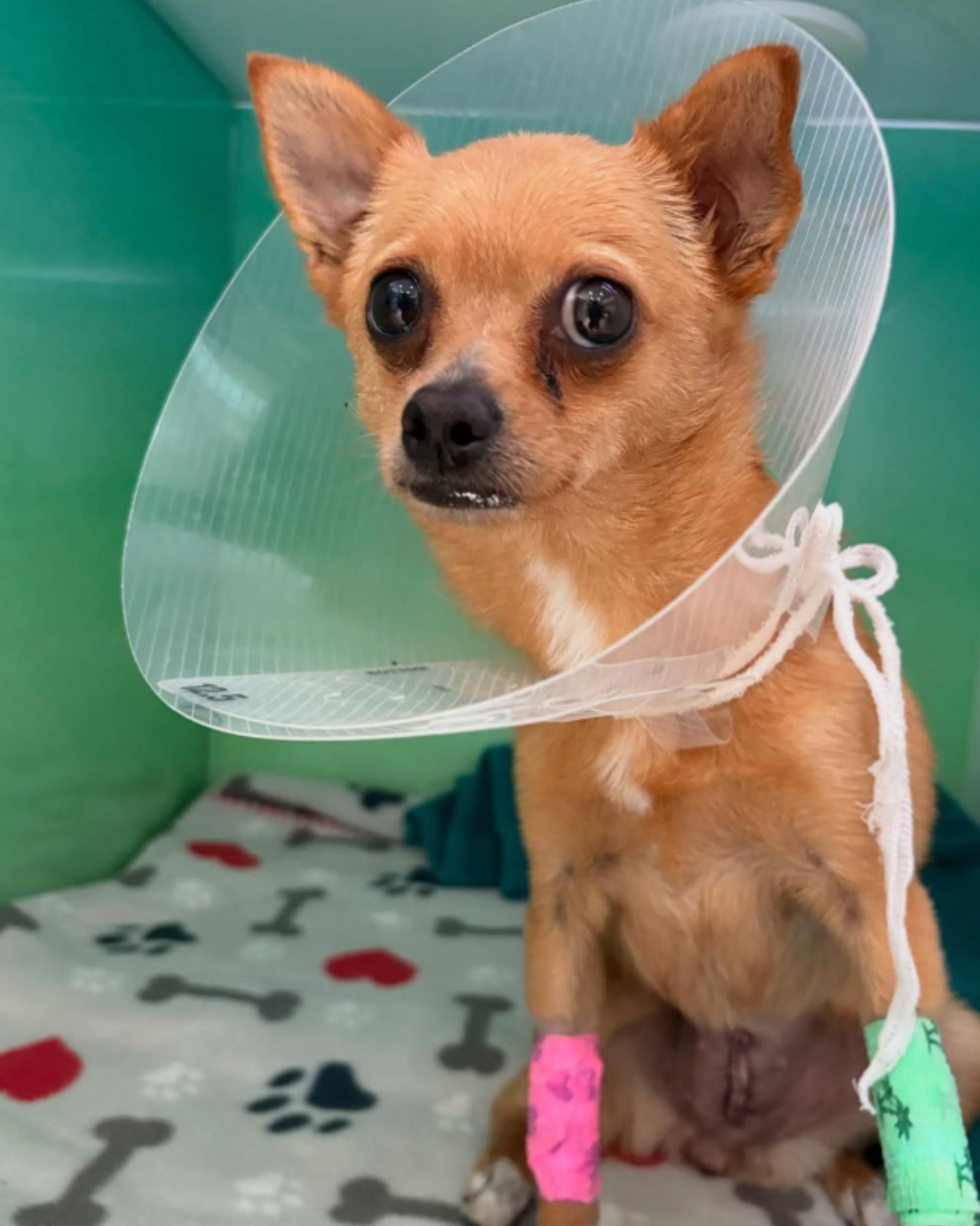cute pup with collar