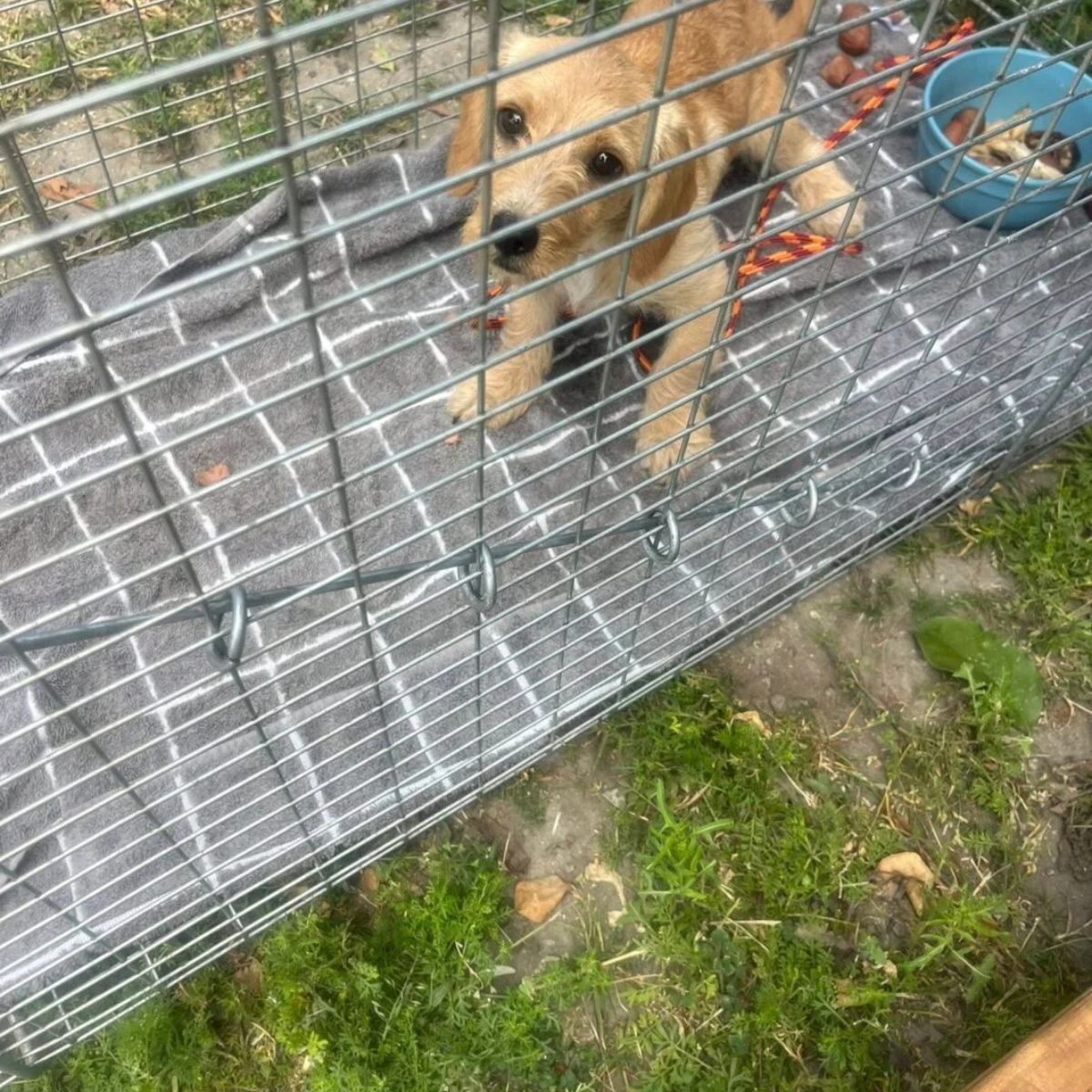 cute puppy in a cage