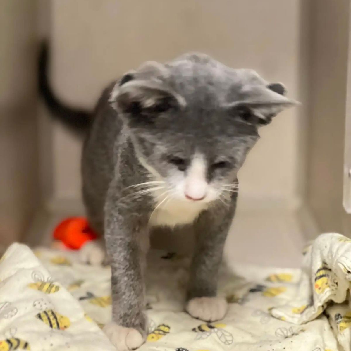 cute unusual cat