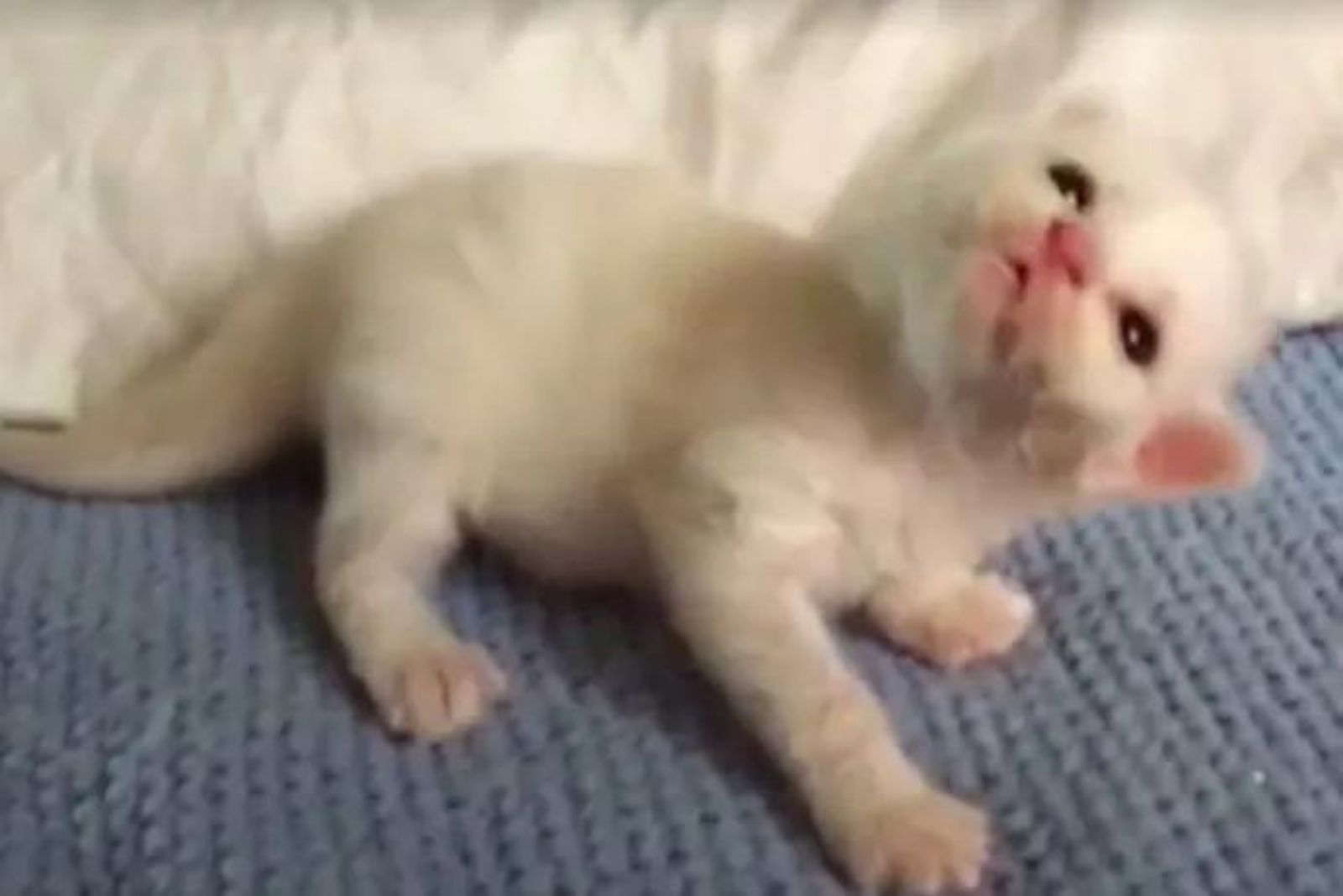 cute white little kitty