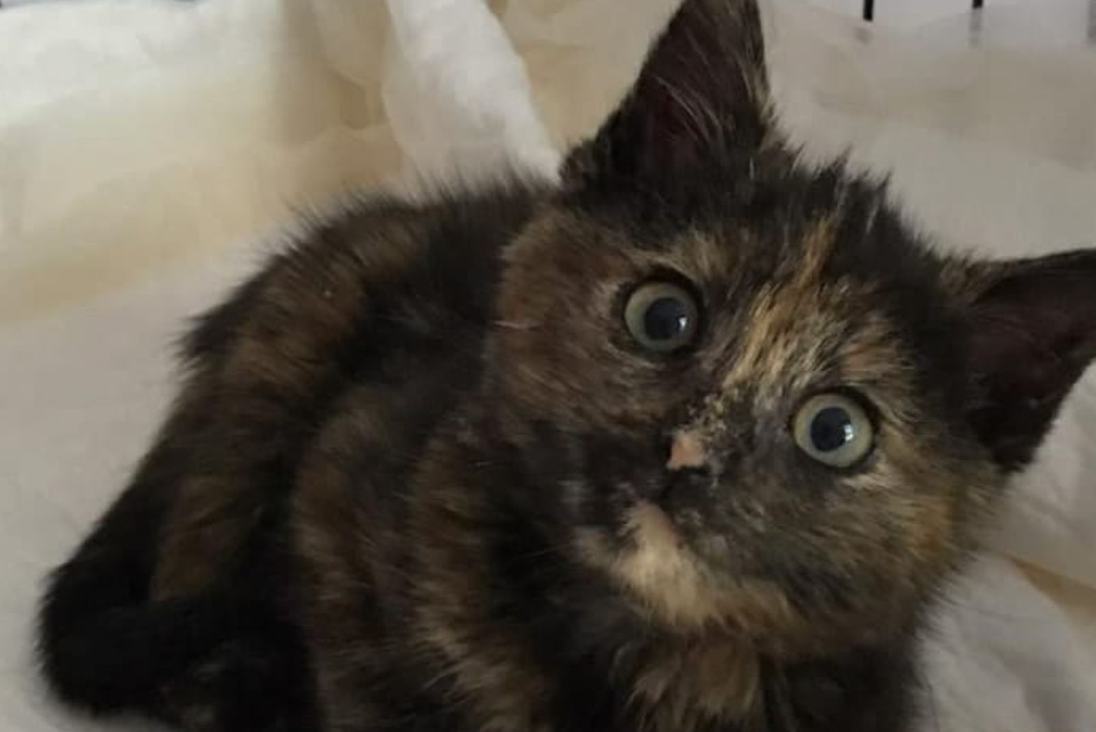 dark kitten looking at the camera