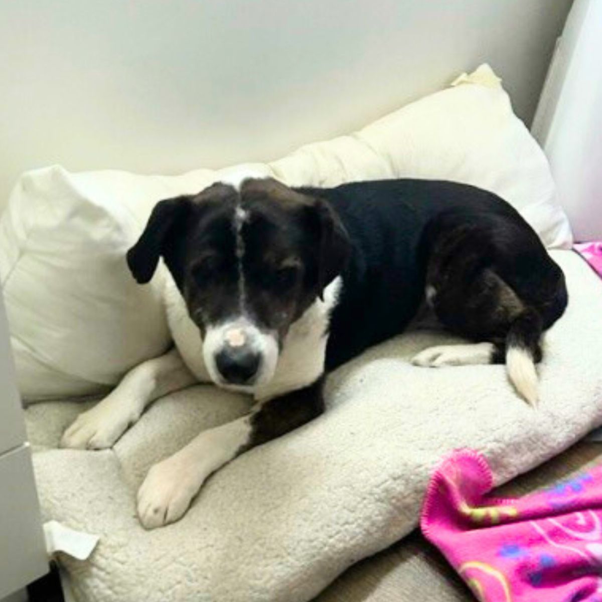 deaf dog lying in bed