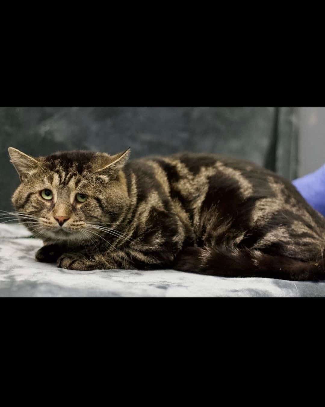 depressed cat