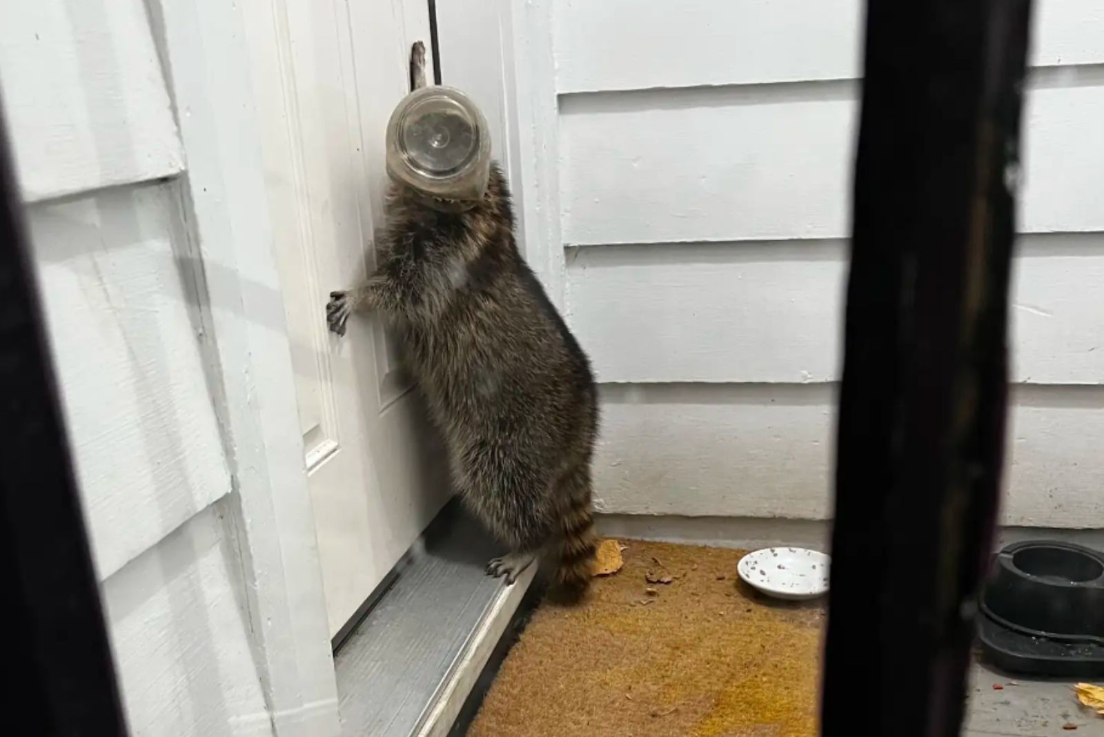 desperate raccoon