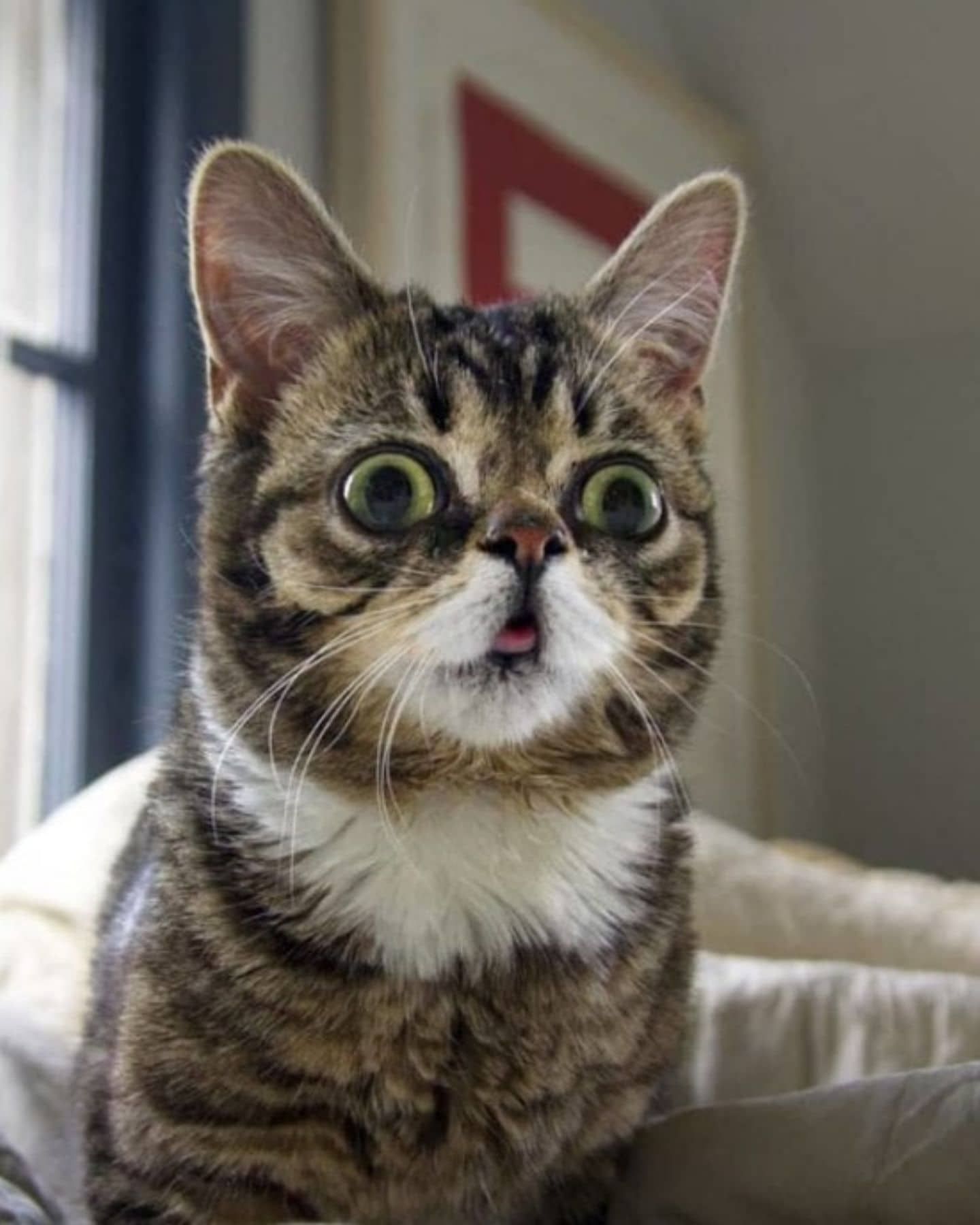 different looking kitten