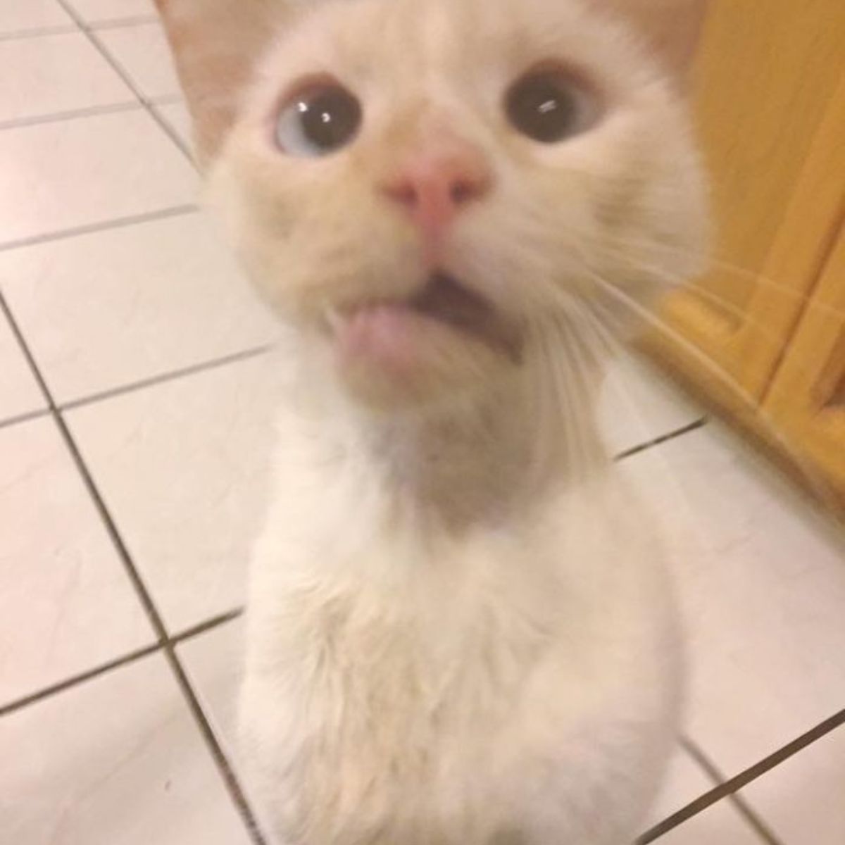 disabled cat