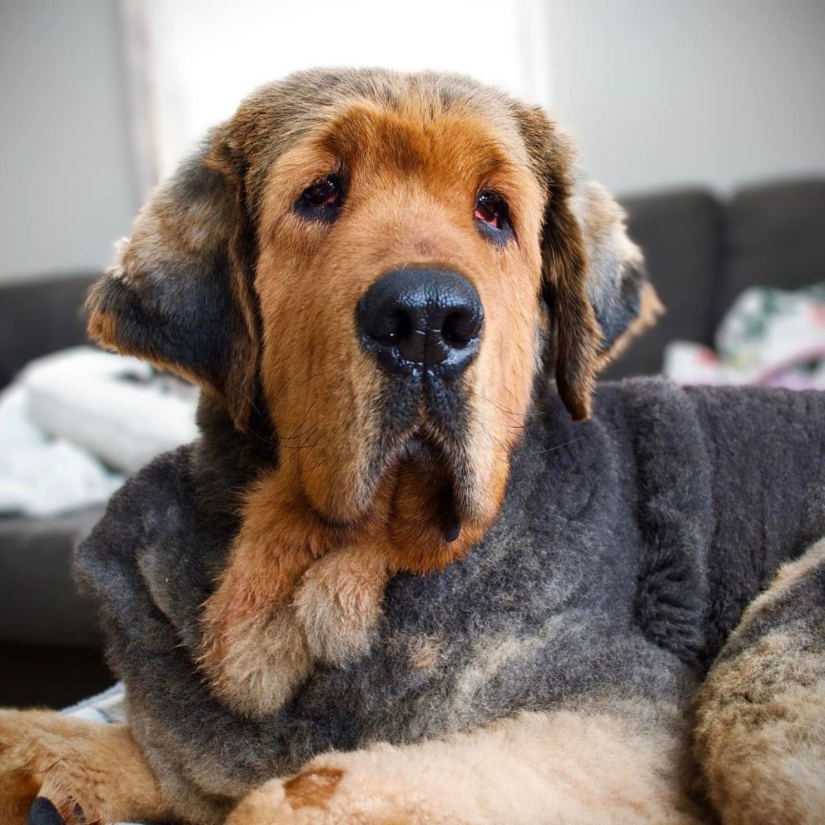 dog after a haircut