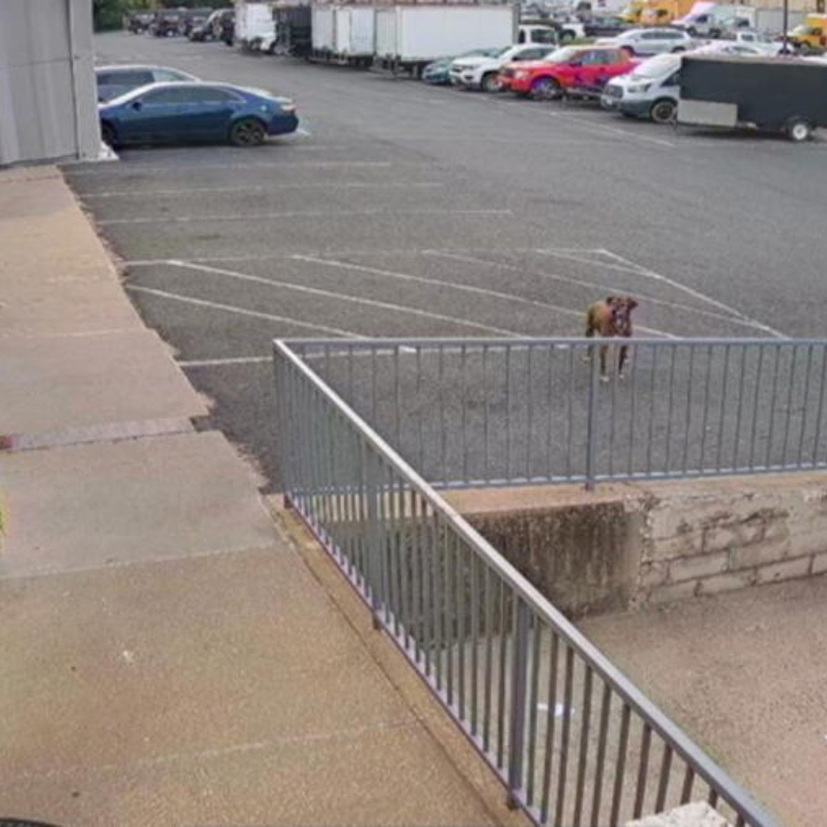 dog alone