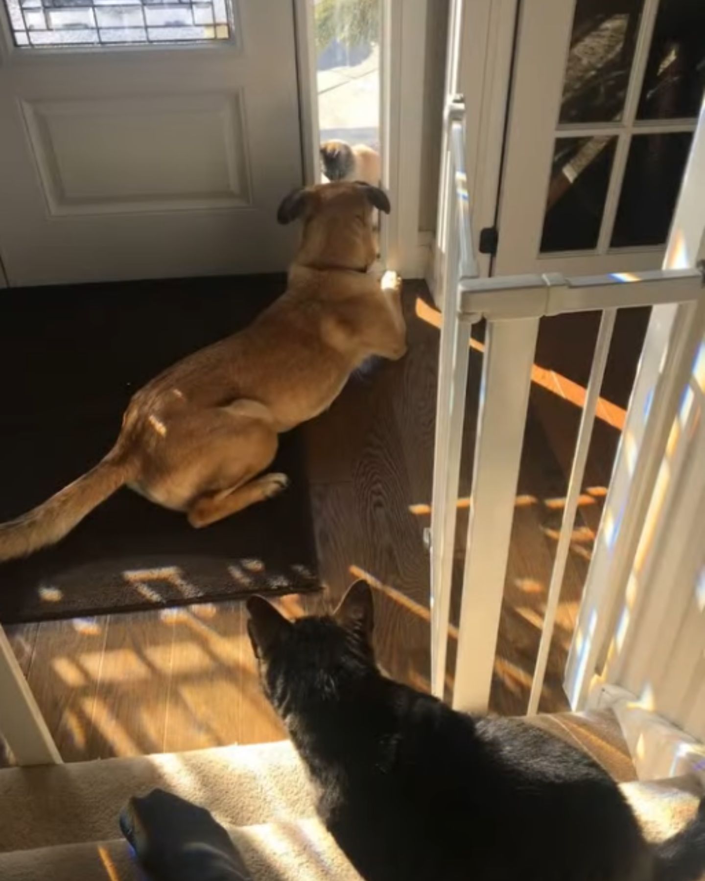 dog and cat by the door