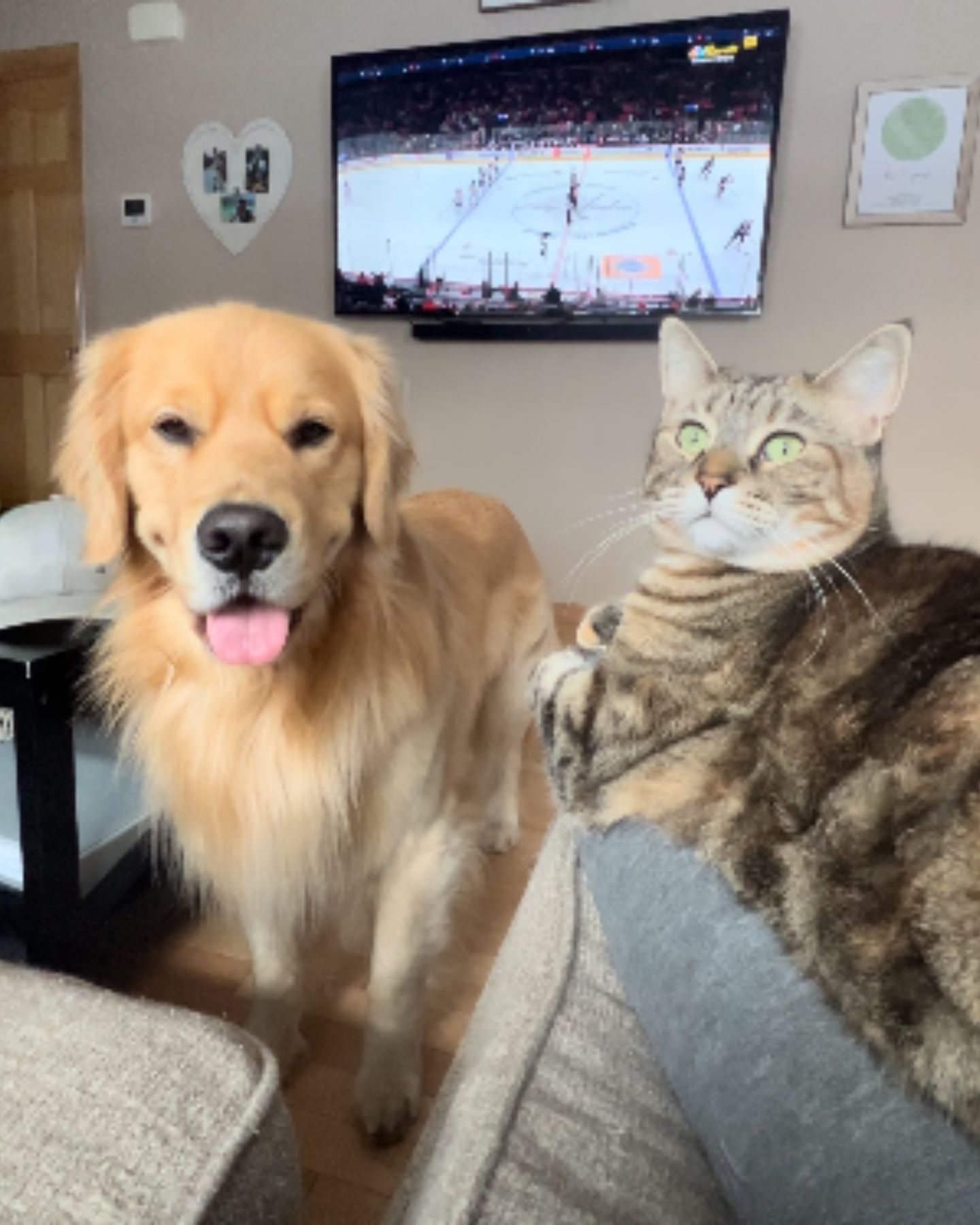 dog and cat enjoy each other