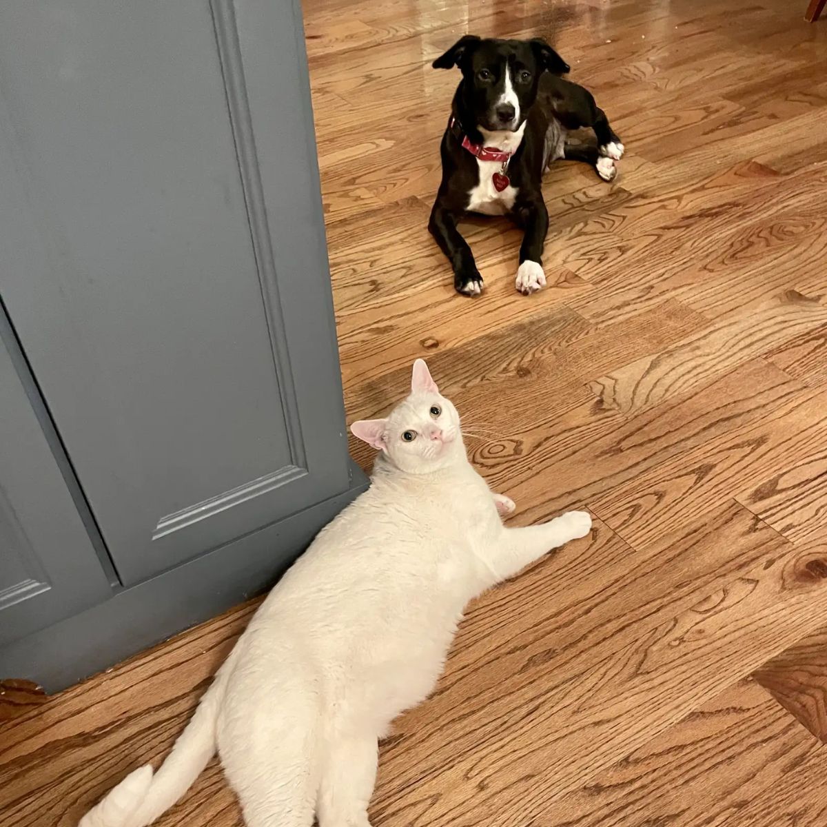 dog and cat lying on floor