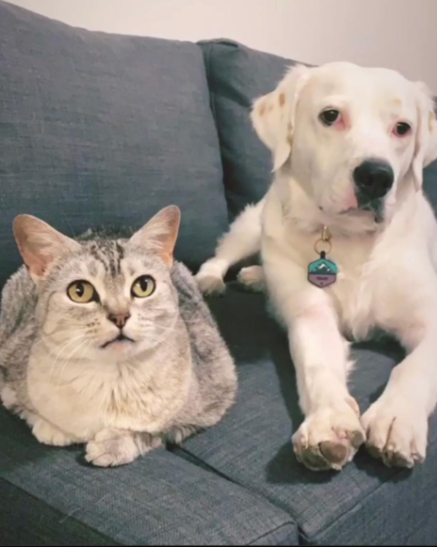 dog and cat next to each other