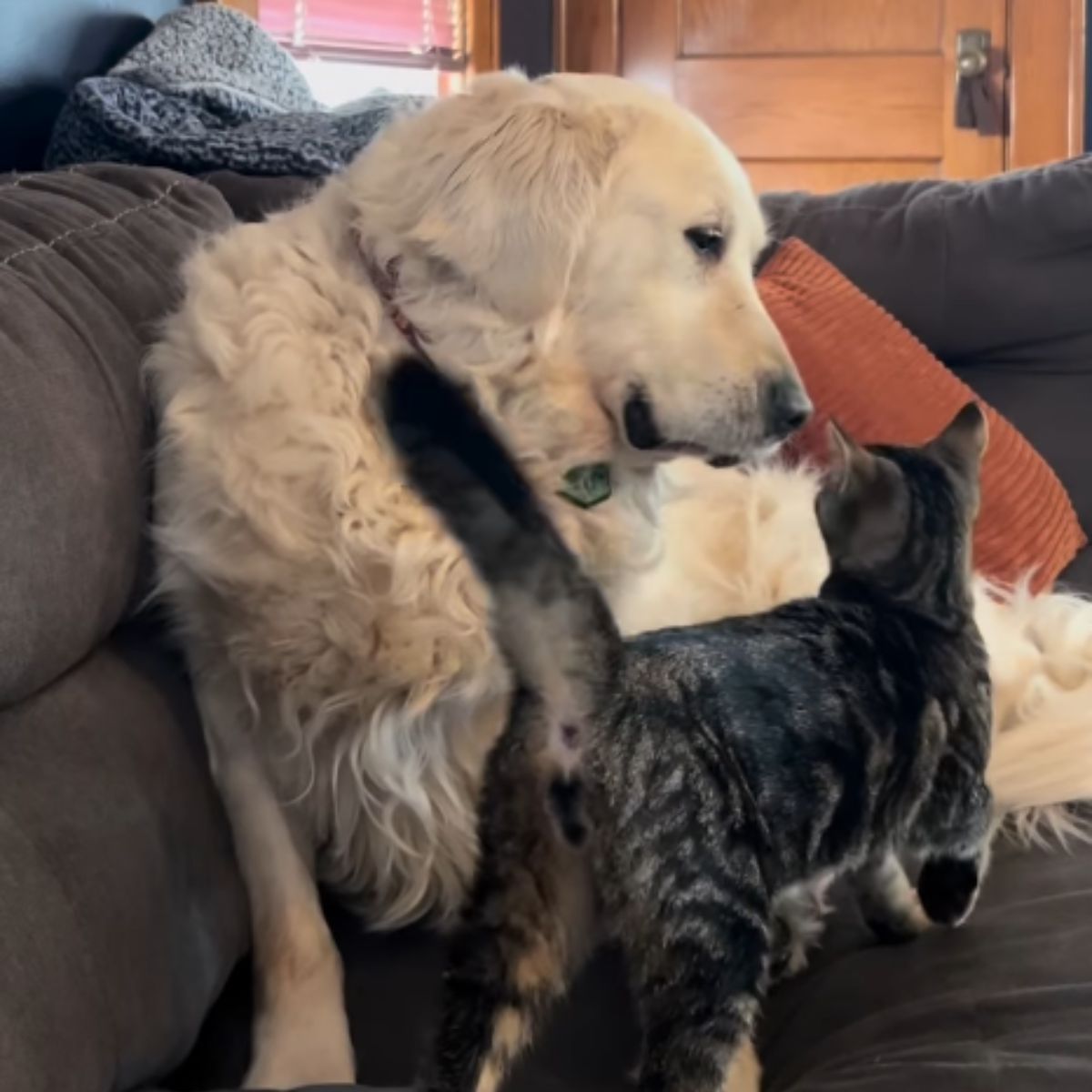 dog and cat on sofa