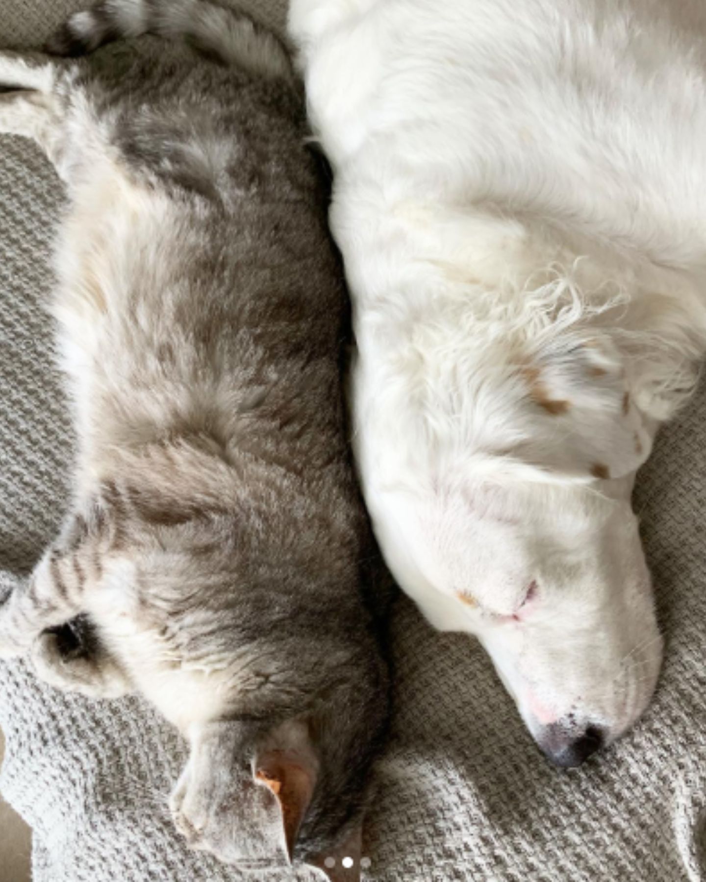dog and cat sleeping together