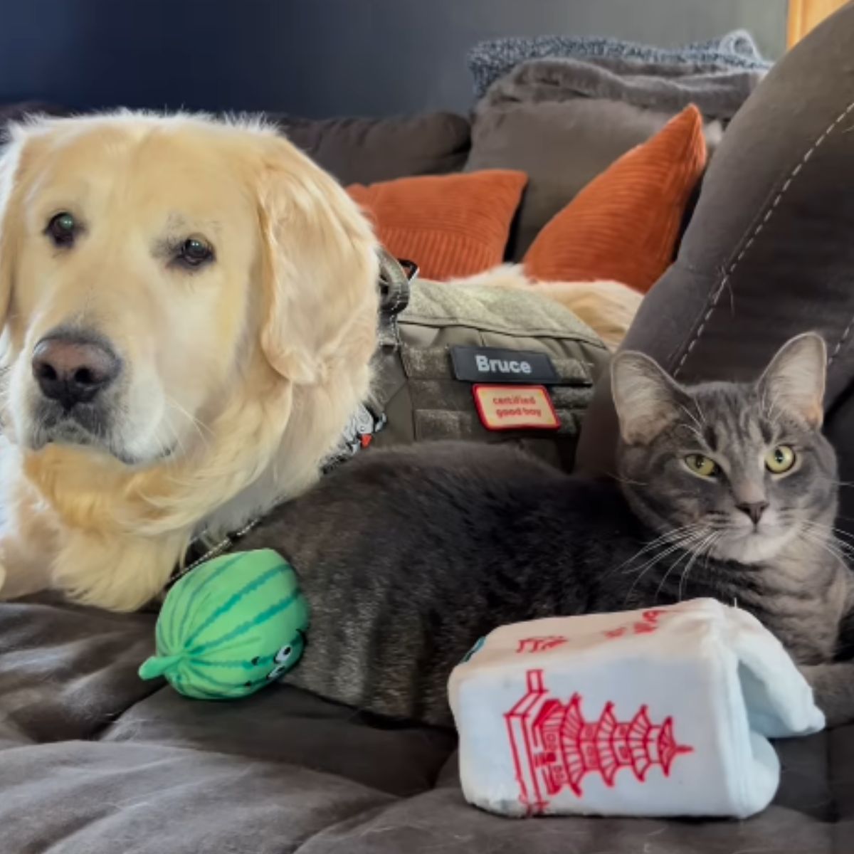dog and cat